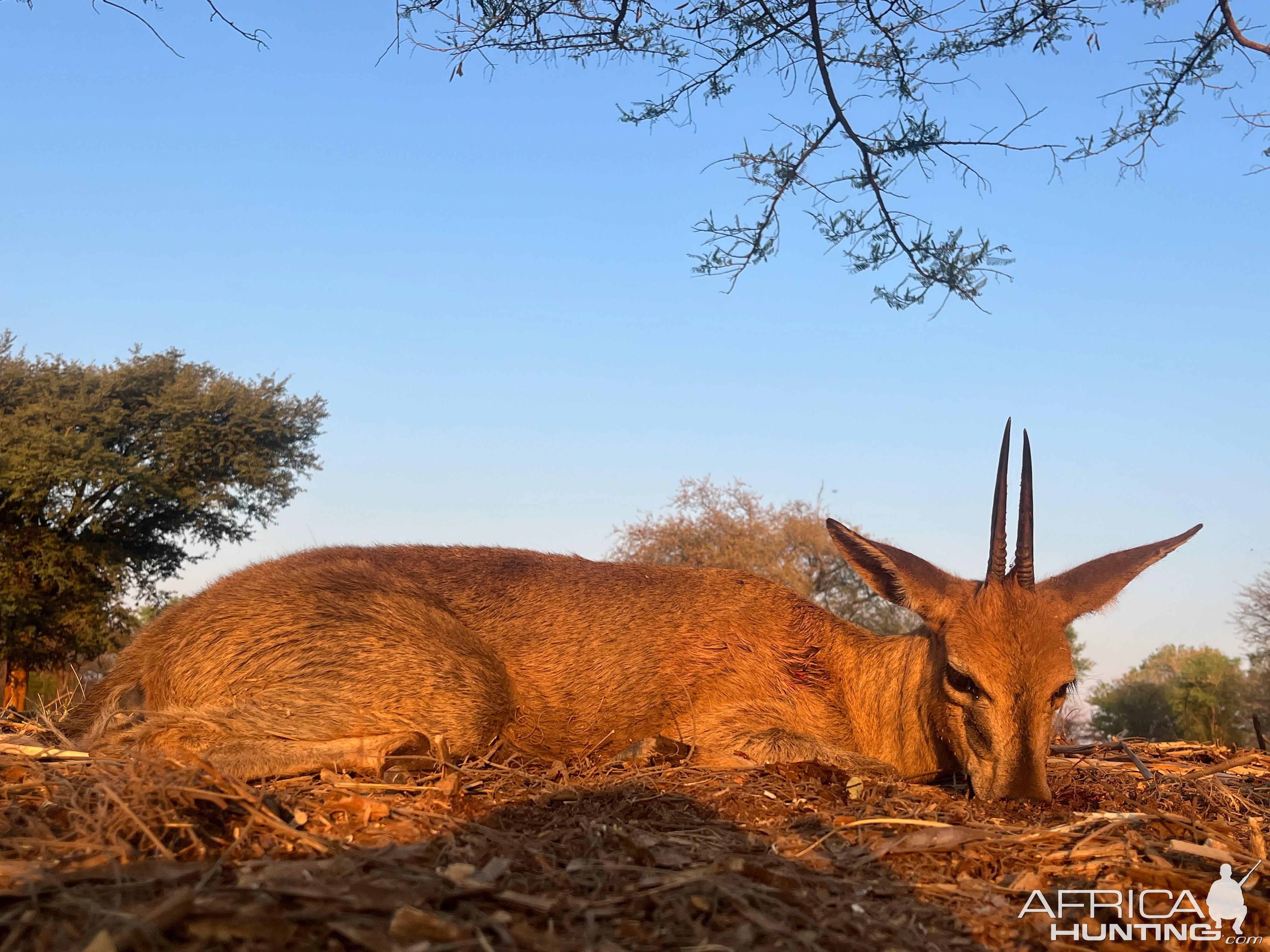 Duiker Zimbabwe Hunt