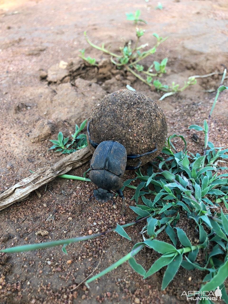 Dung Beetle South Africa