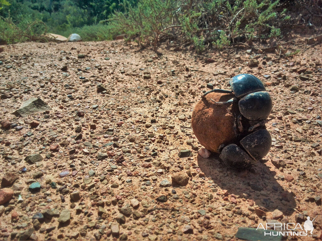 Dung Beetle South Africa