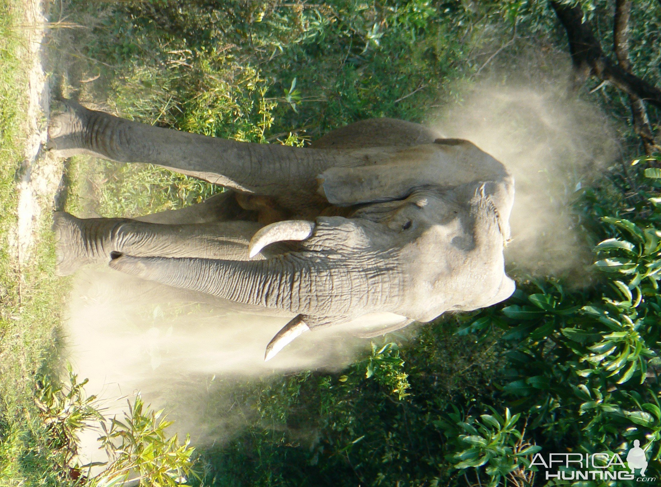Dust shower... Elephant in Tanzania
