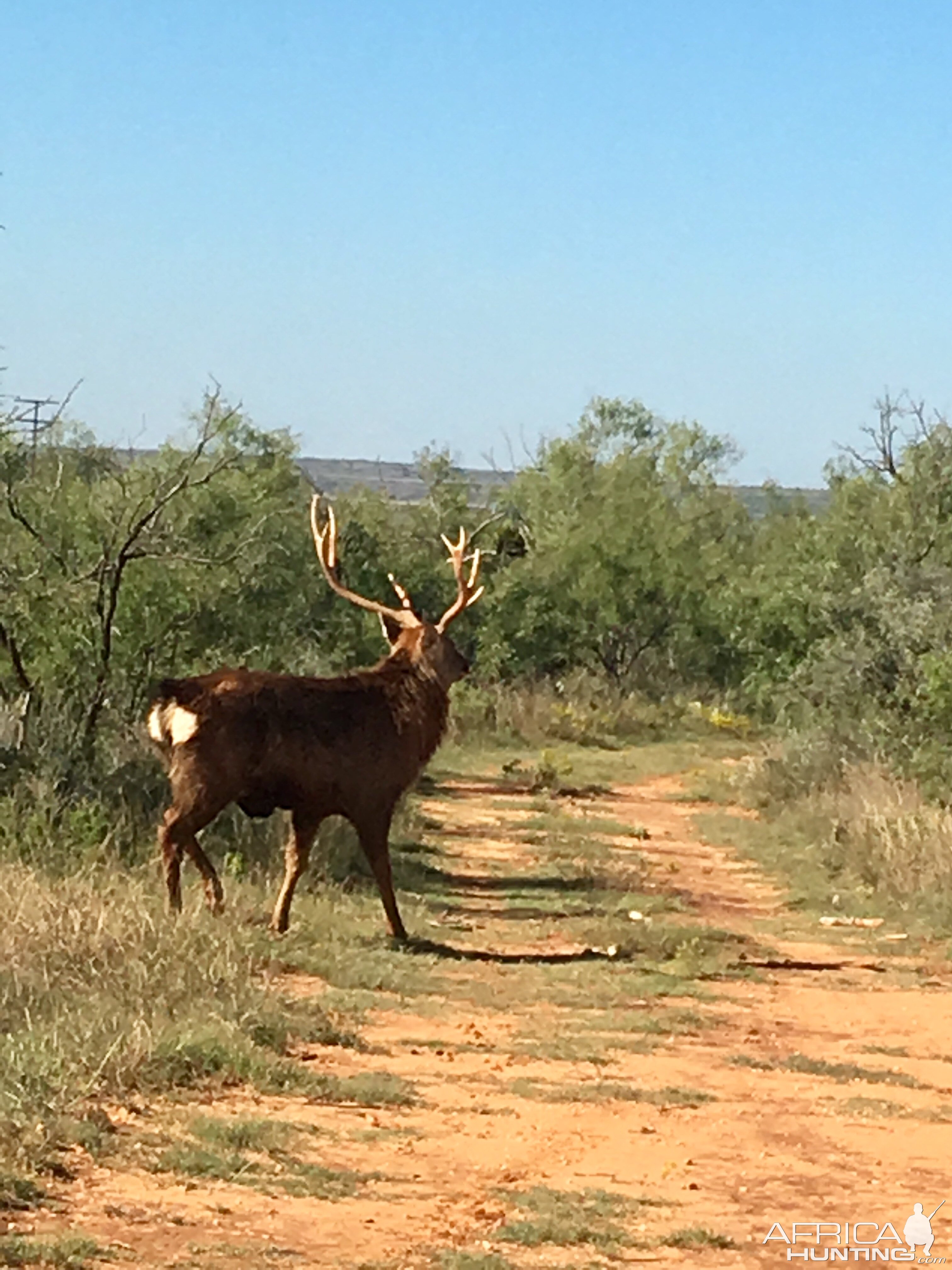 Dybowski Sika Stag in Texas USA