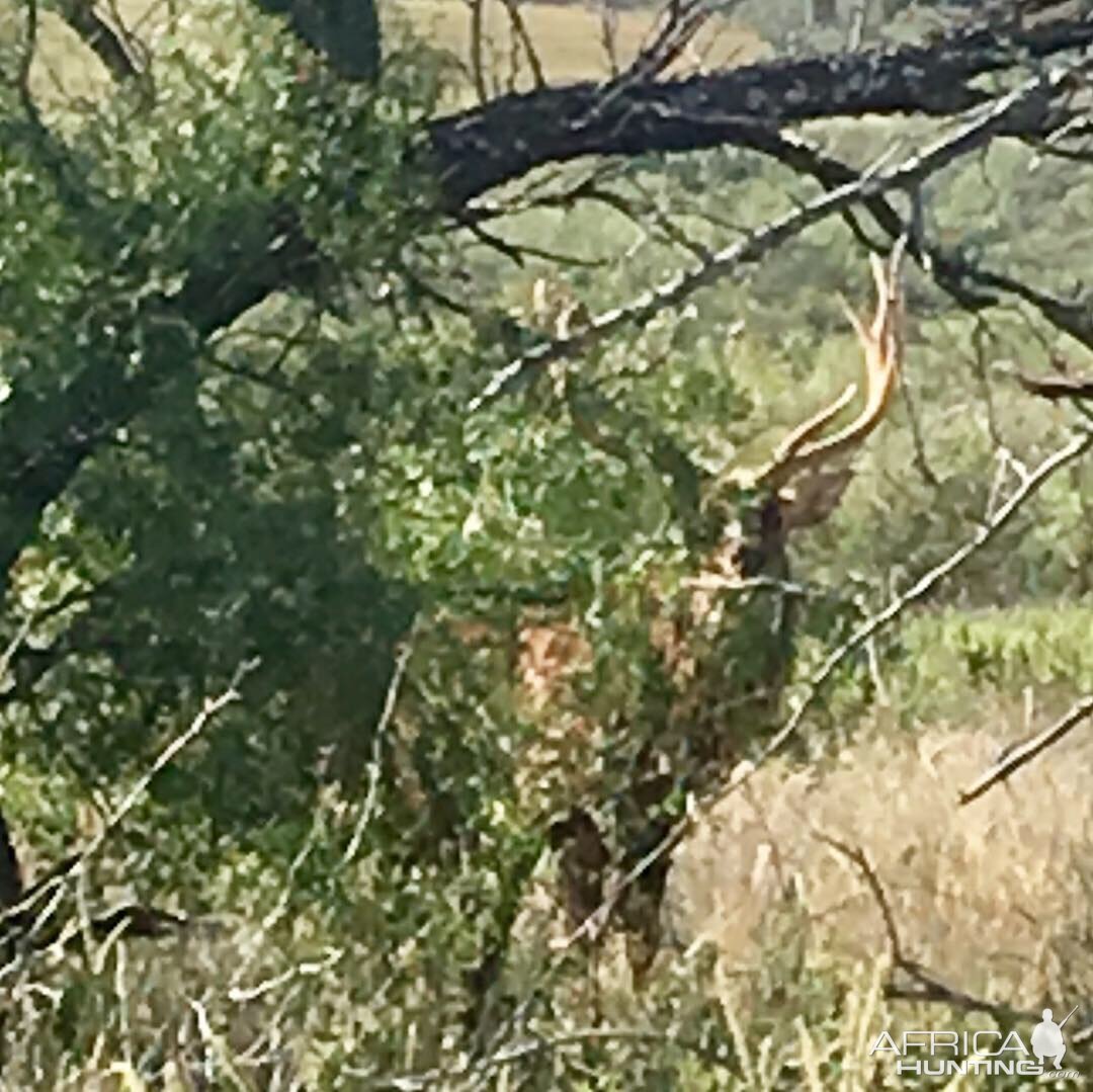 Dybowski Sika Stag in Texas USA