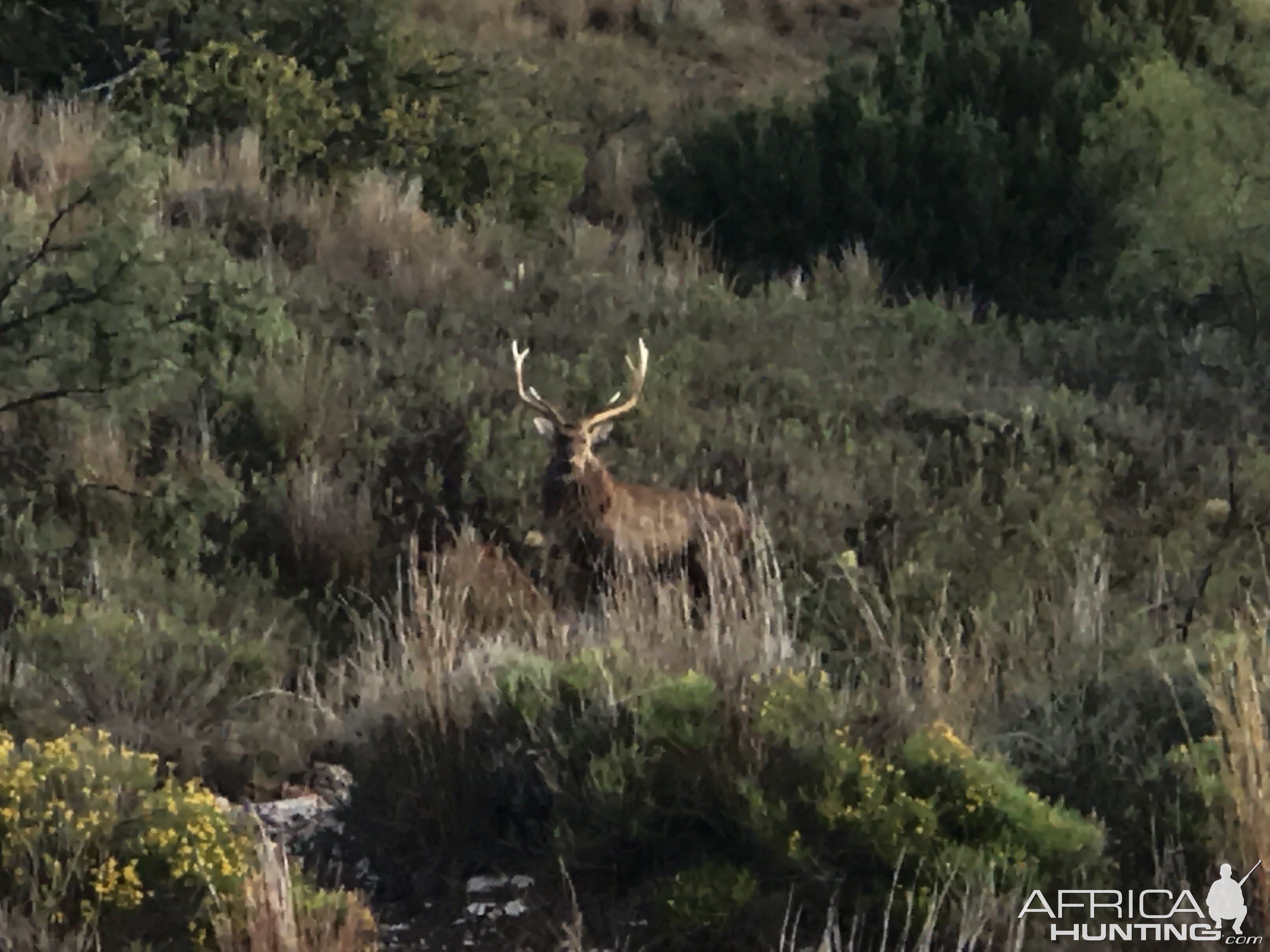 Dybowski Sika Stag in Texas USA