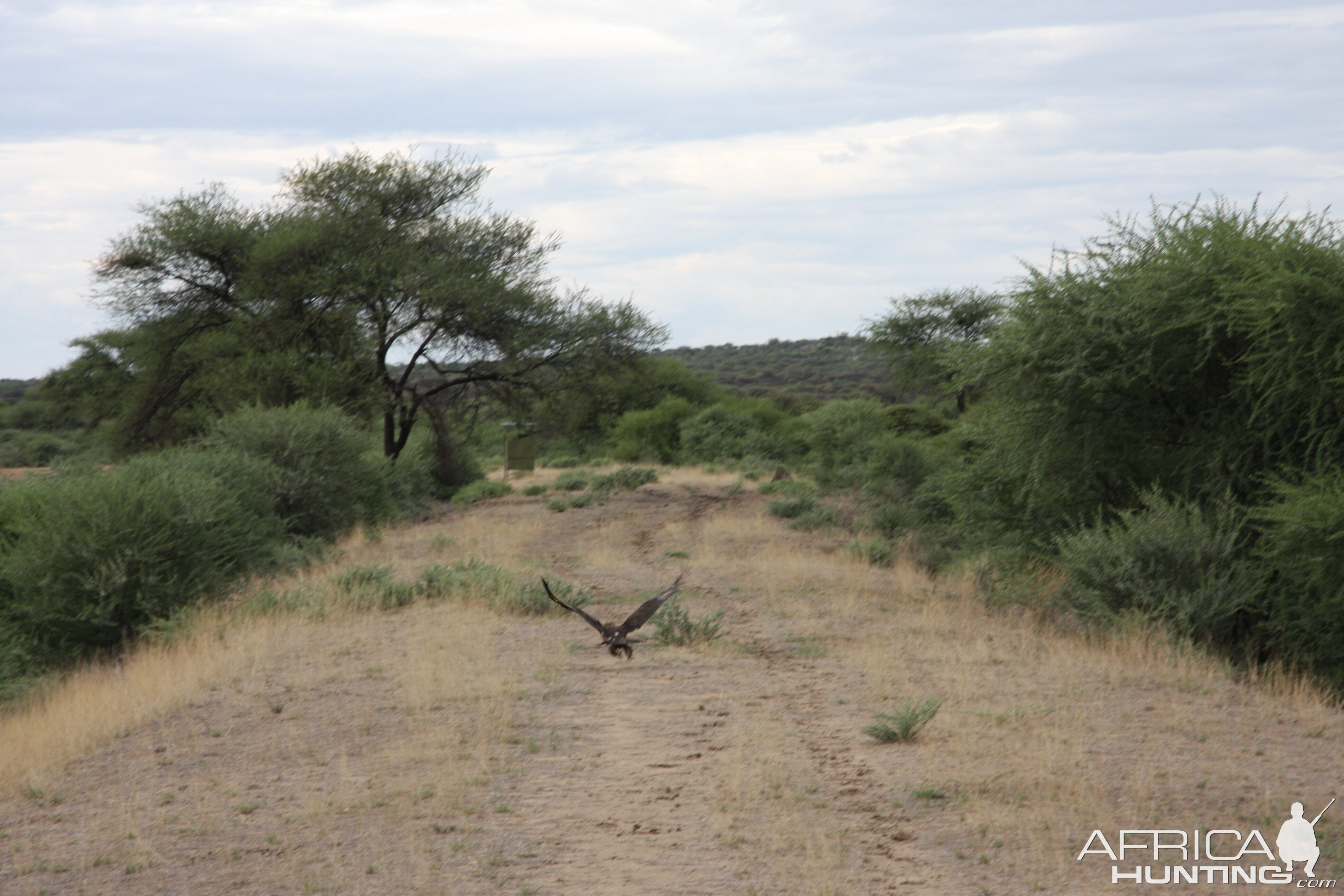 Eagle Namibia