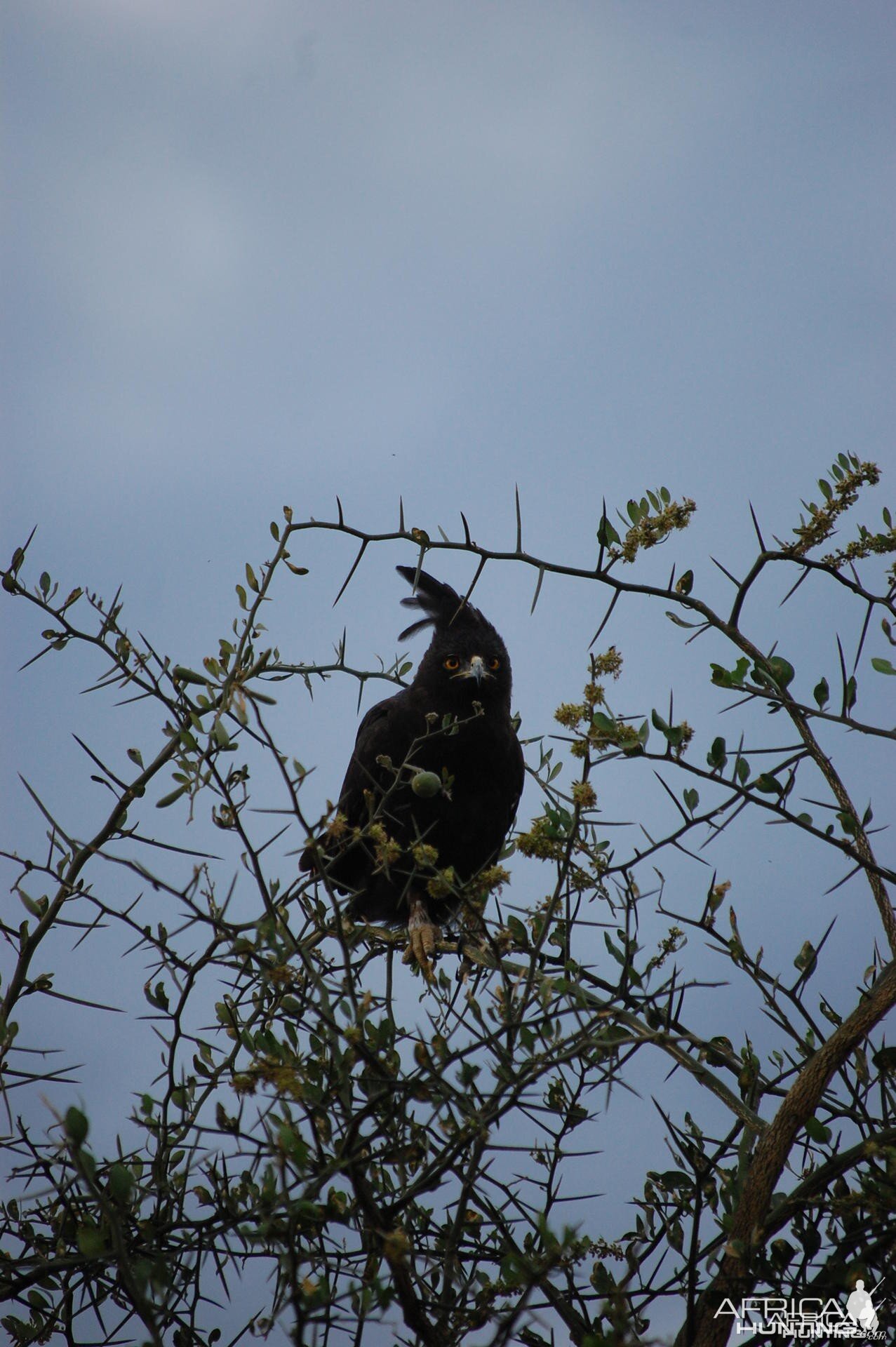 Eagle Tanzania