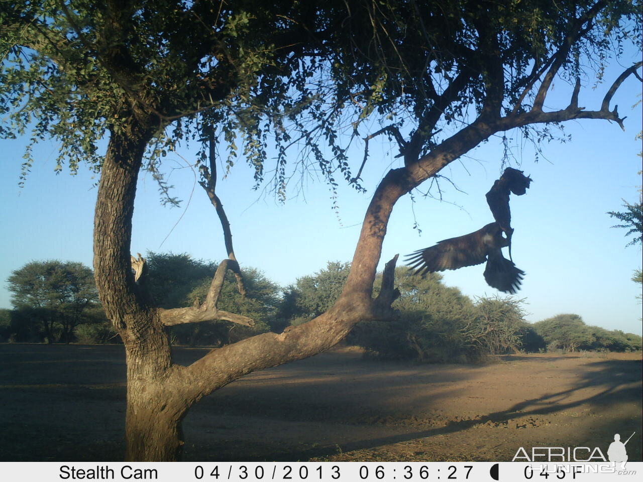 Eagle Trail Camera