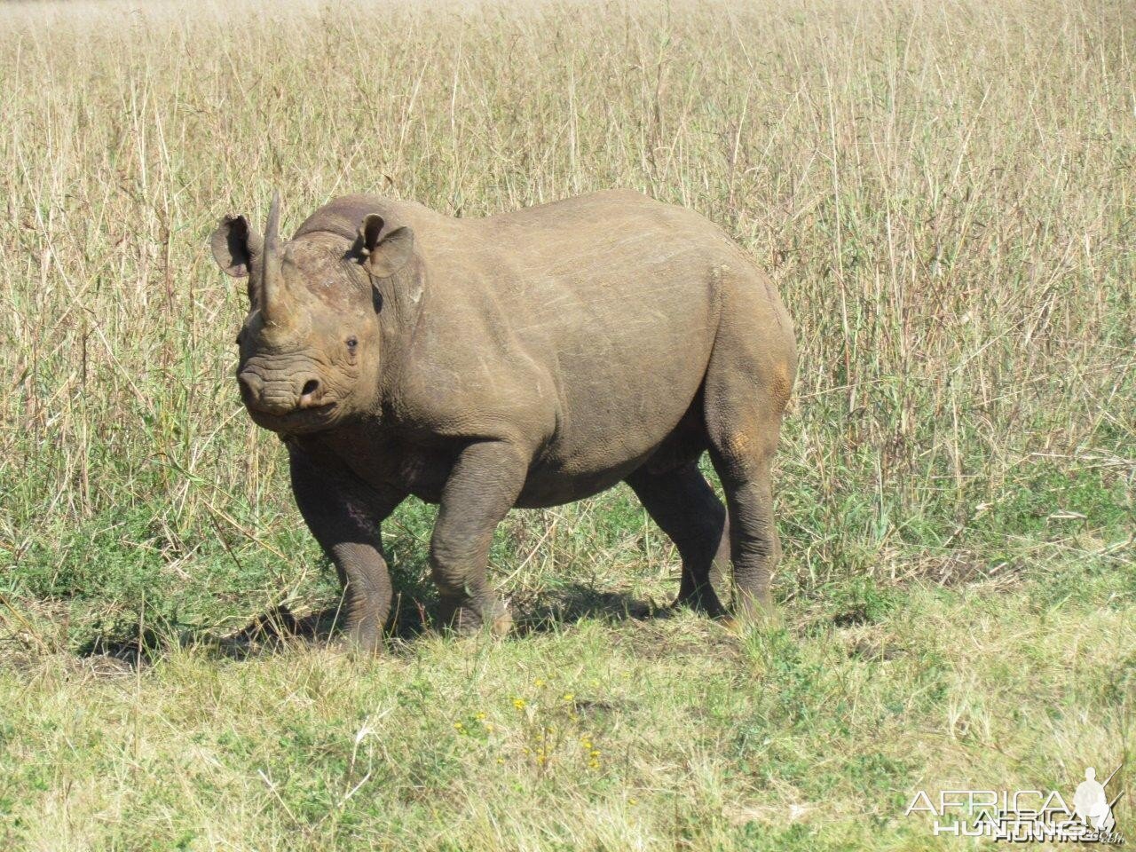 East African Black Rhino at Silent Valley Safaris