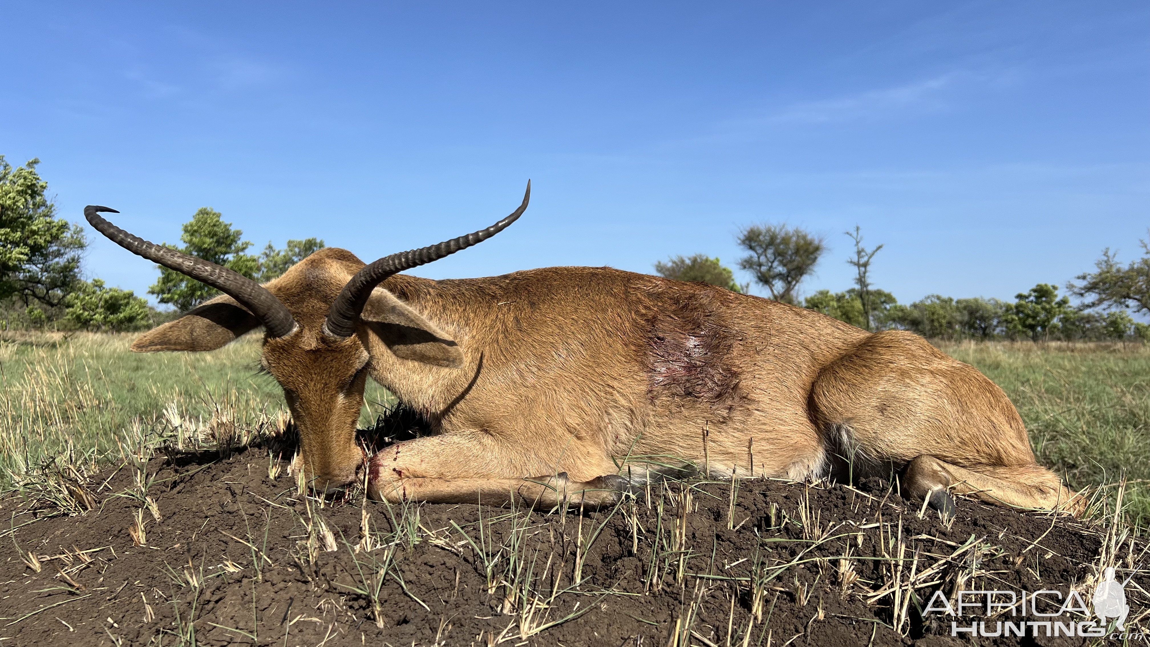 East African Bohor Reedbuck Hunt Uganda