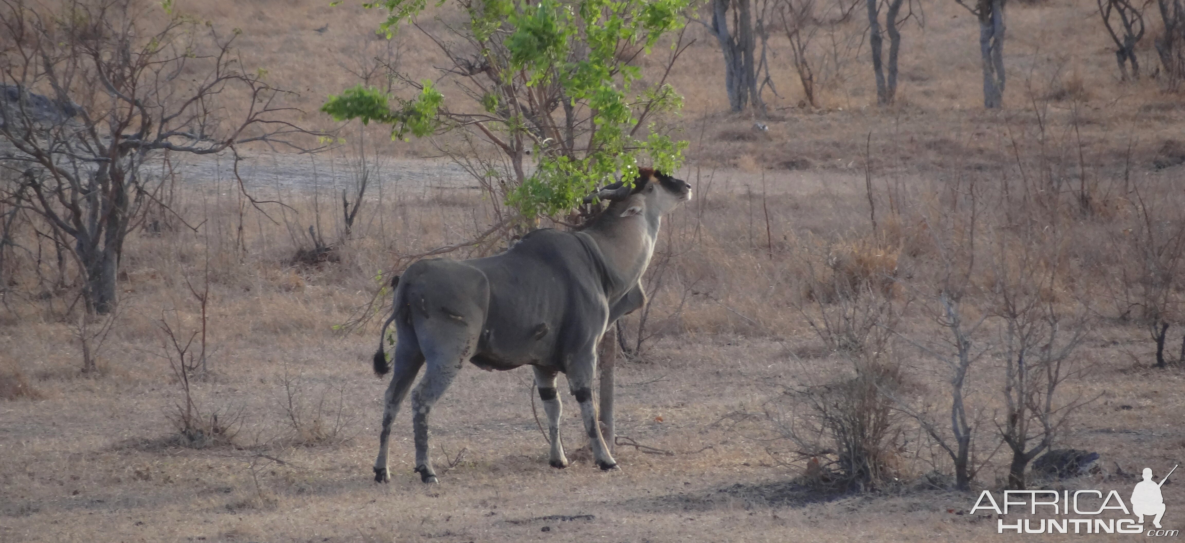 East African Eland feeding