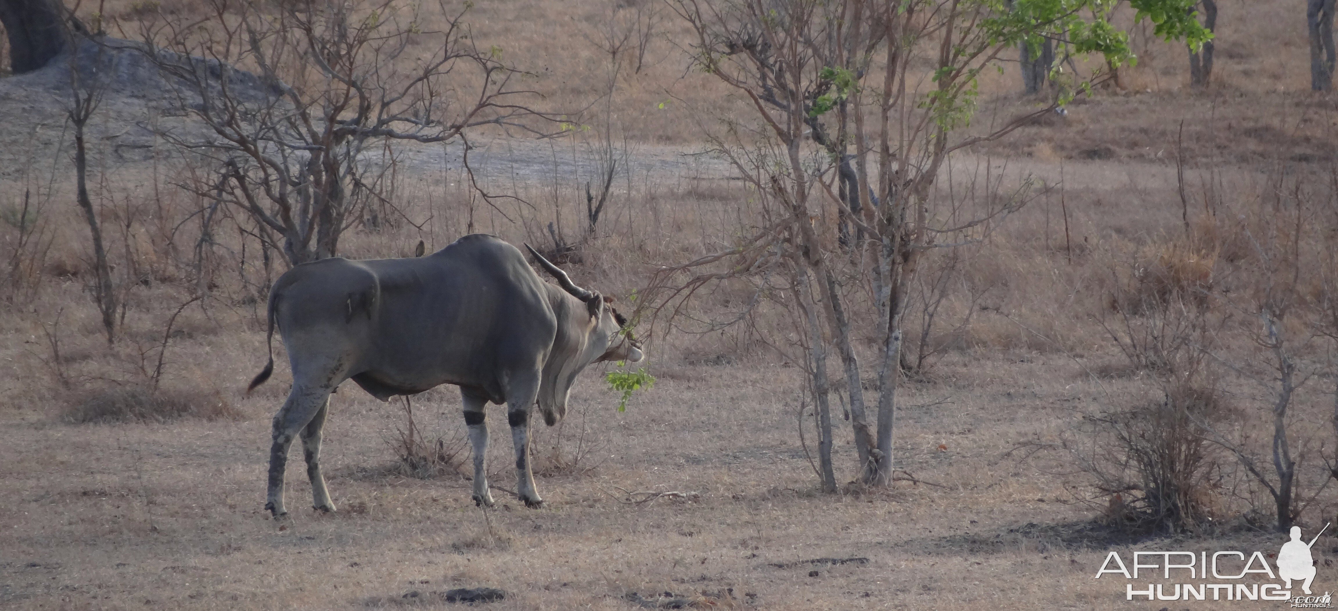 East African Eland feeding