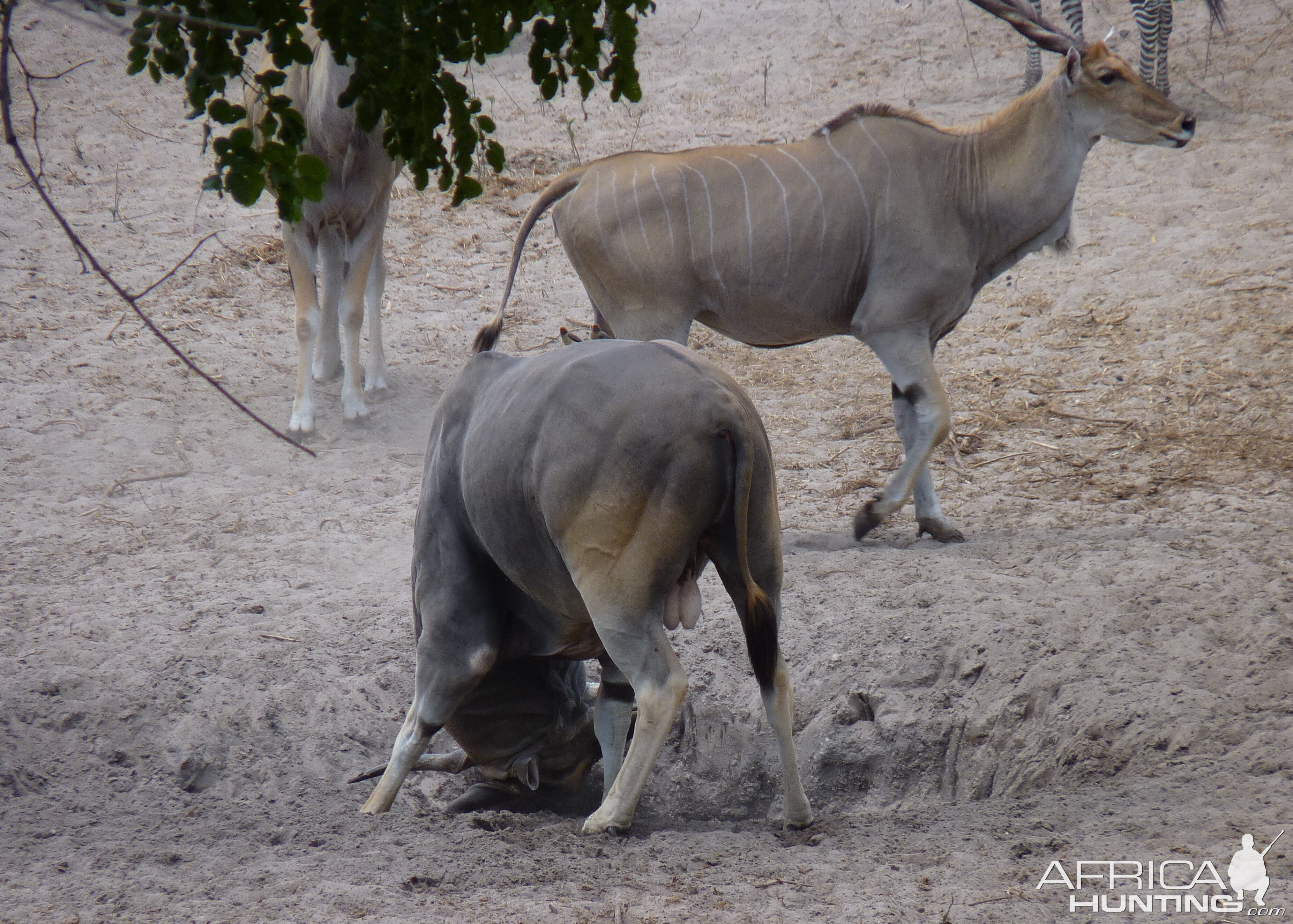 East African Eland in Tanzania