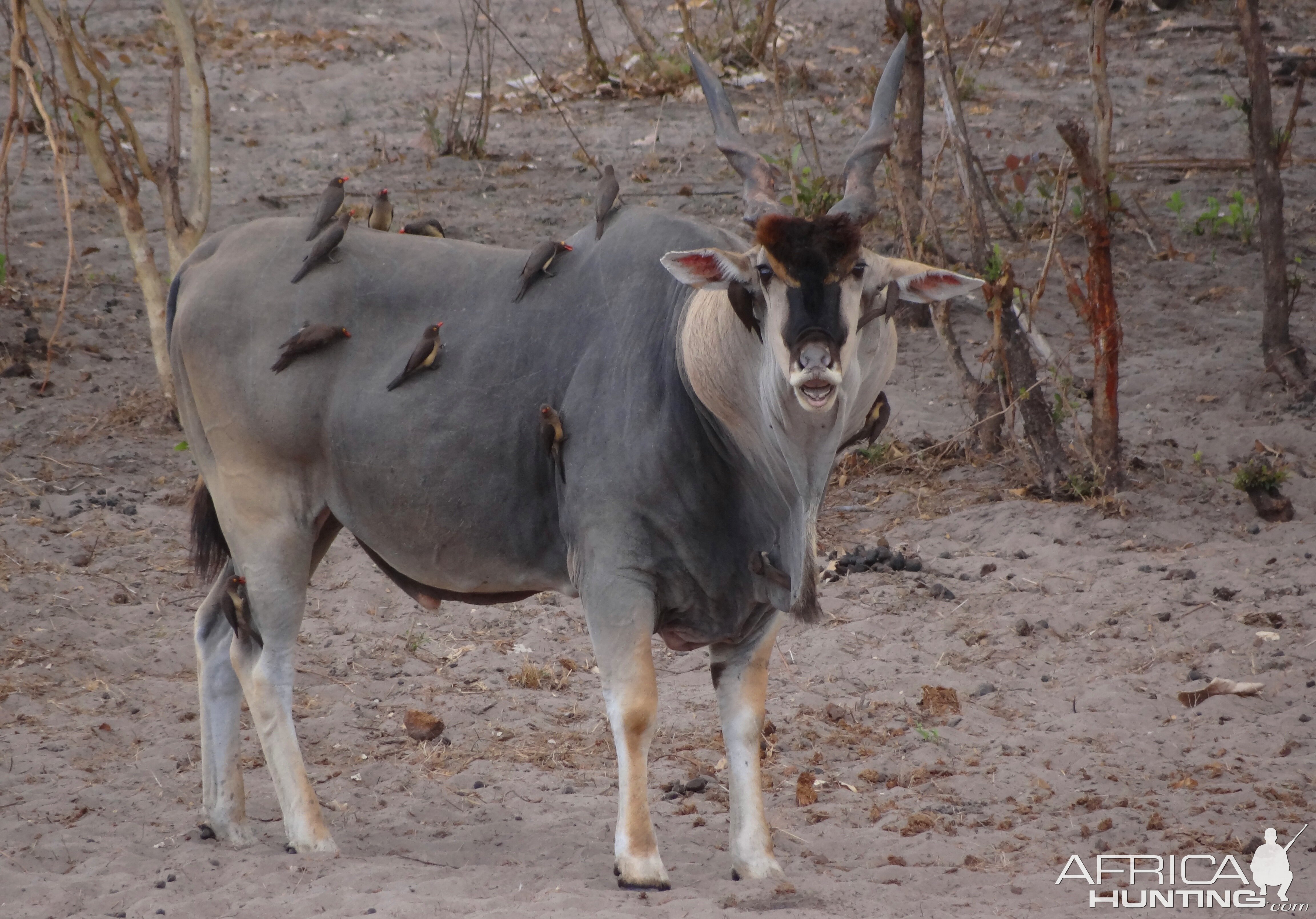 East African Eland looking for sexual effluvia