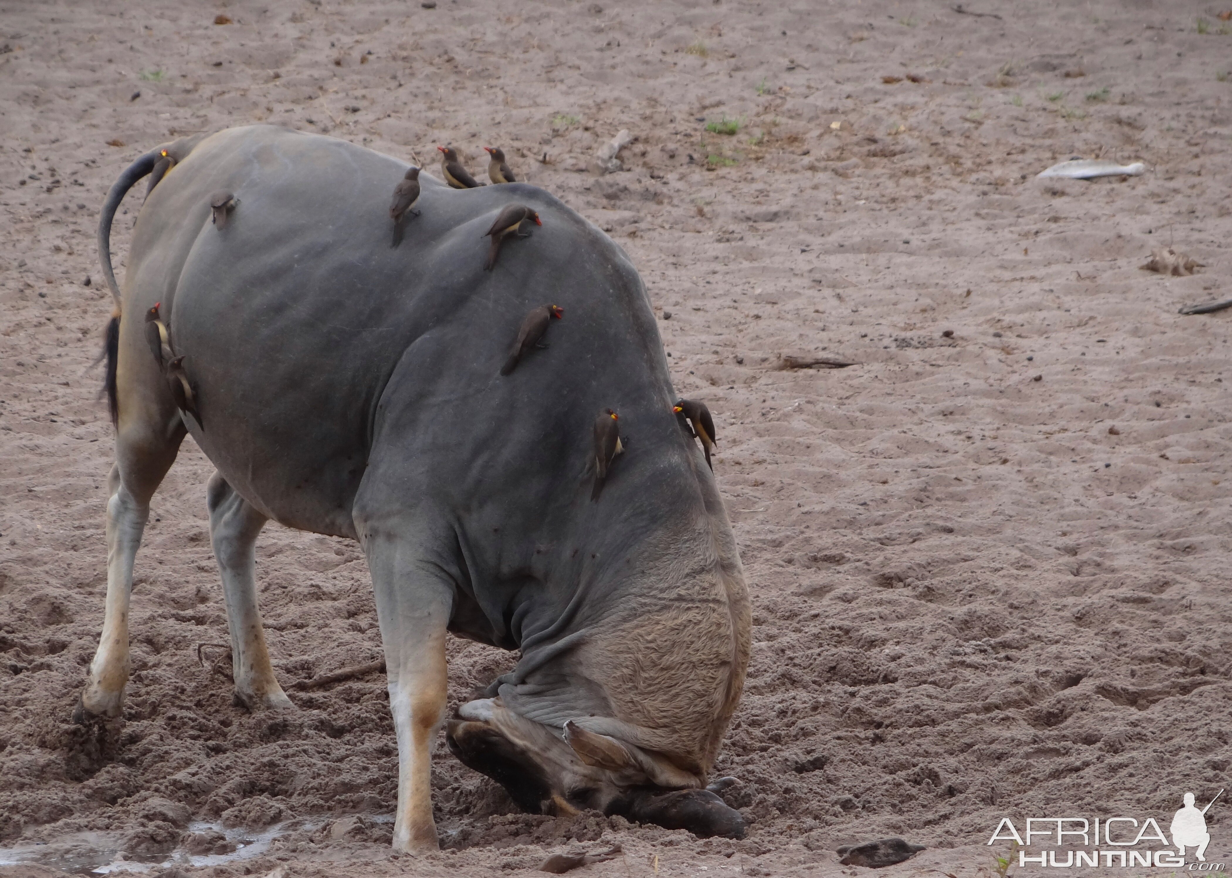 East African Eland marking territory