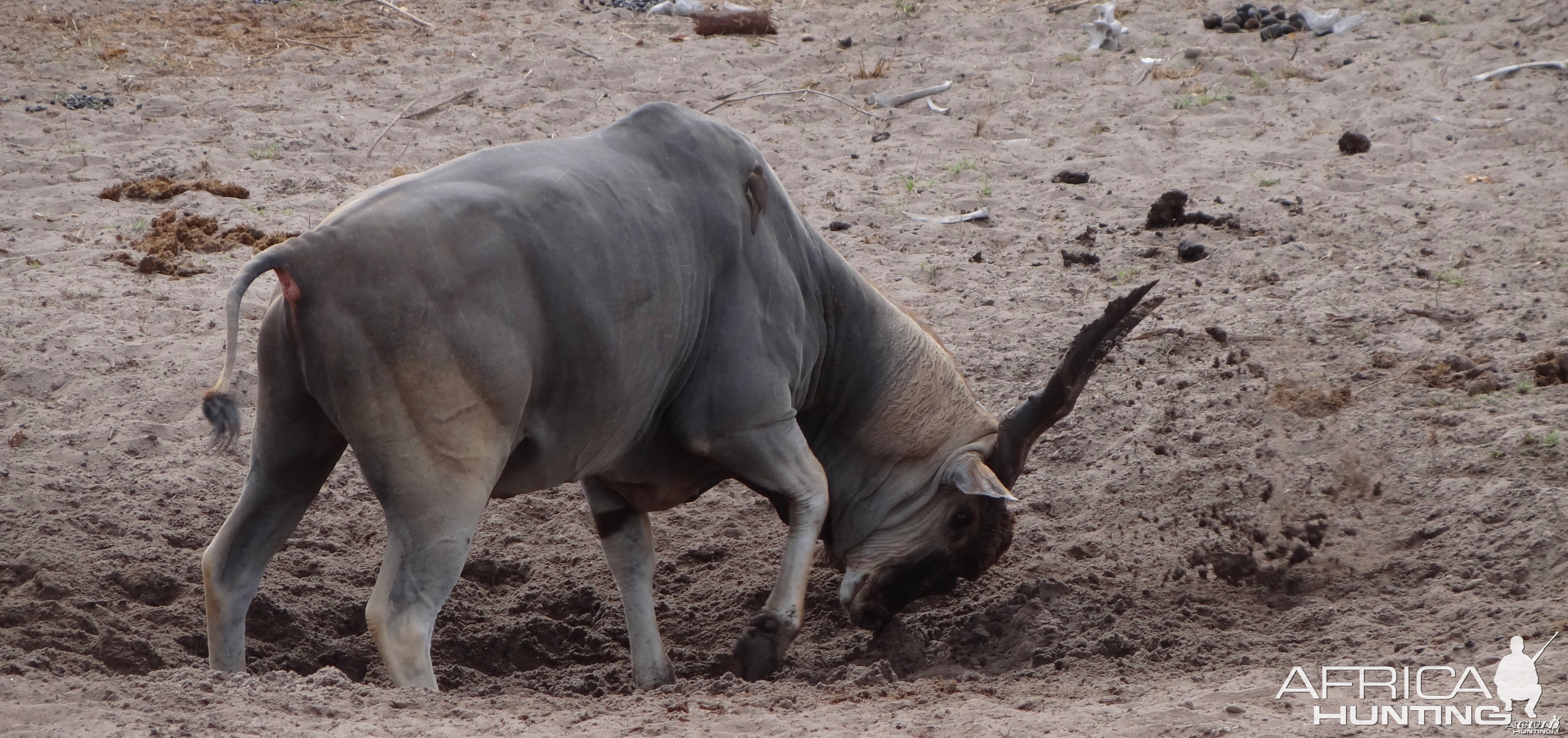 East African Eland marking territory