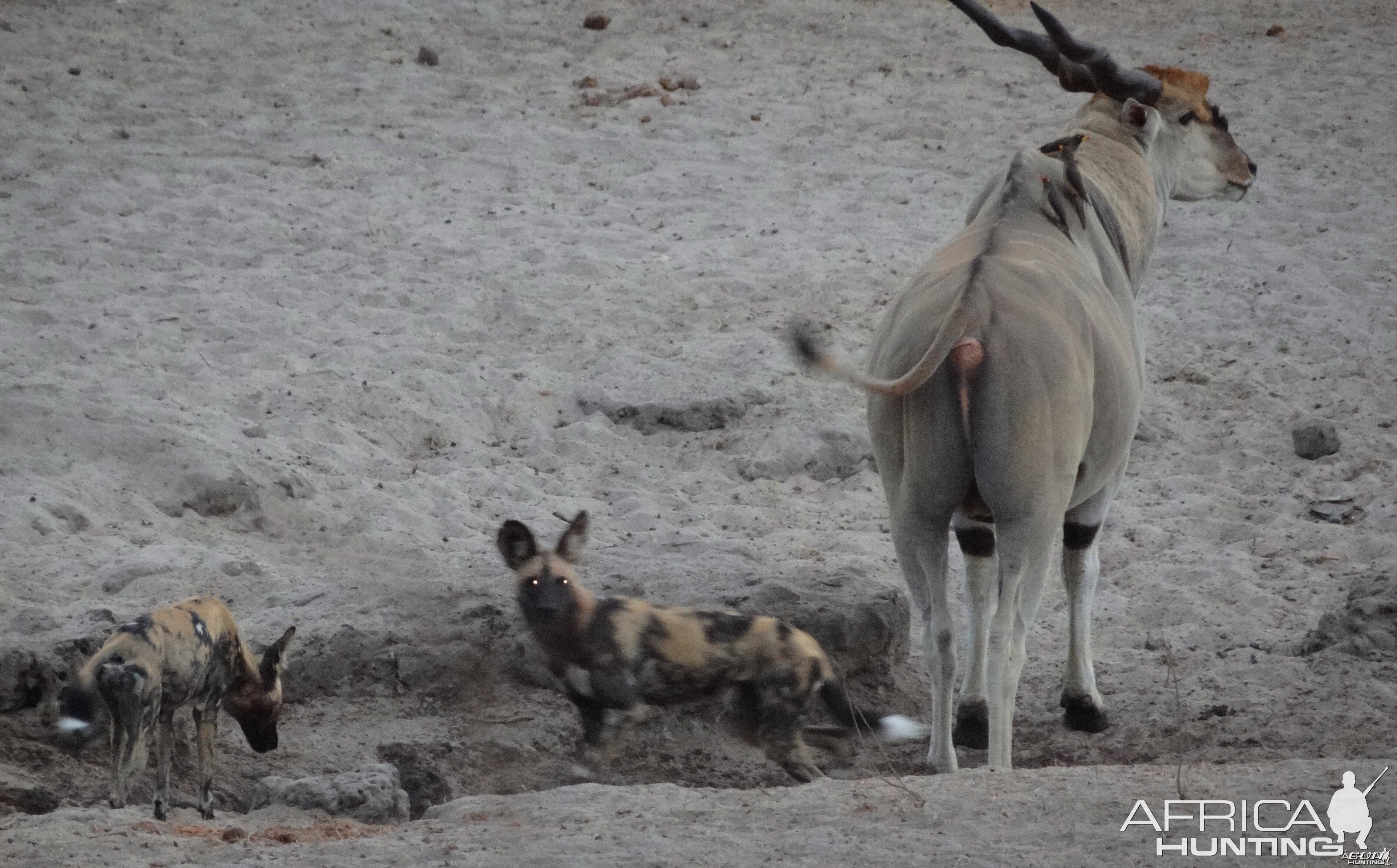 East African Eland sharing waterhole