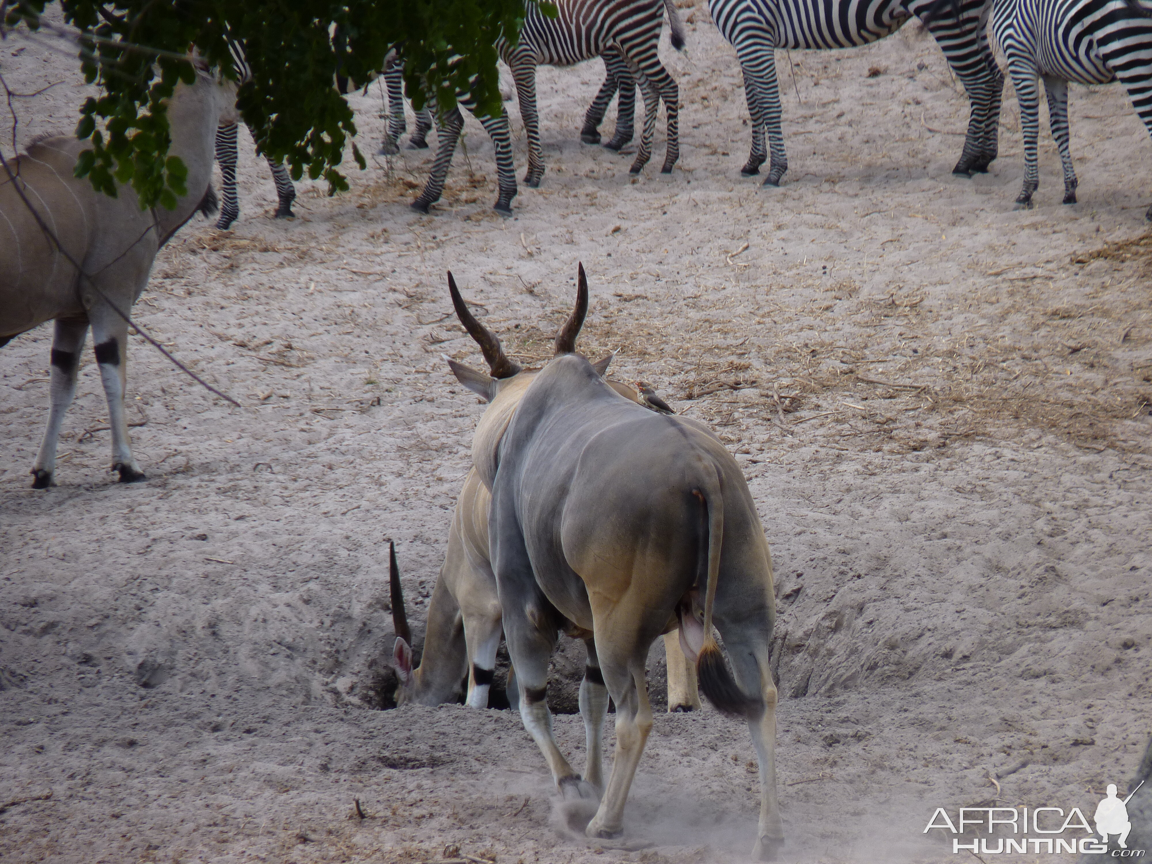 East African Eland Tanzania