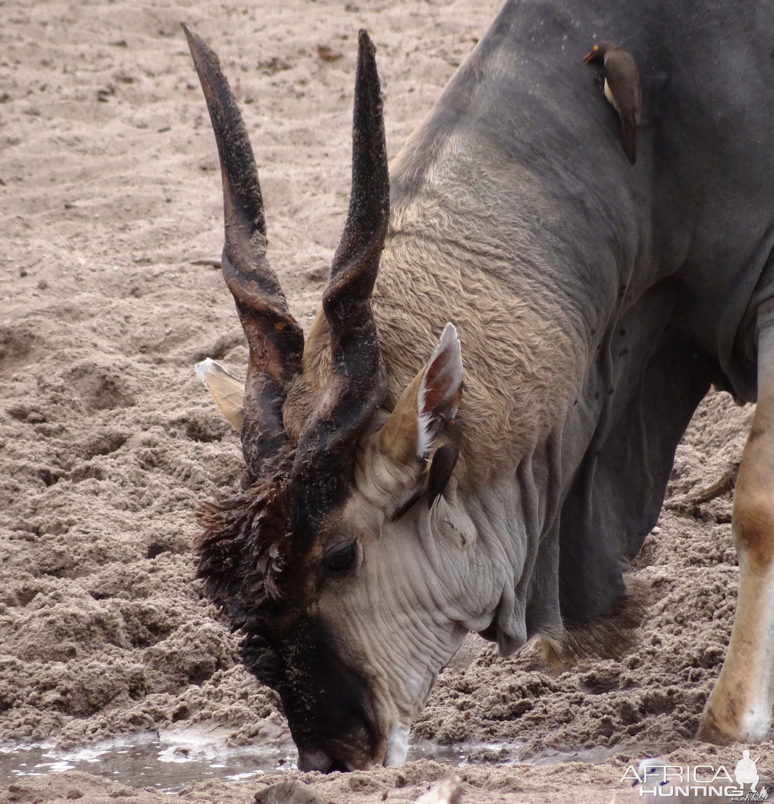 East African Eland - Tanzania