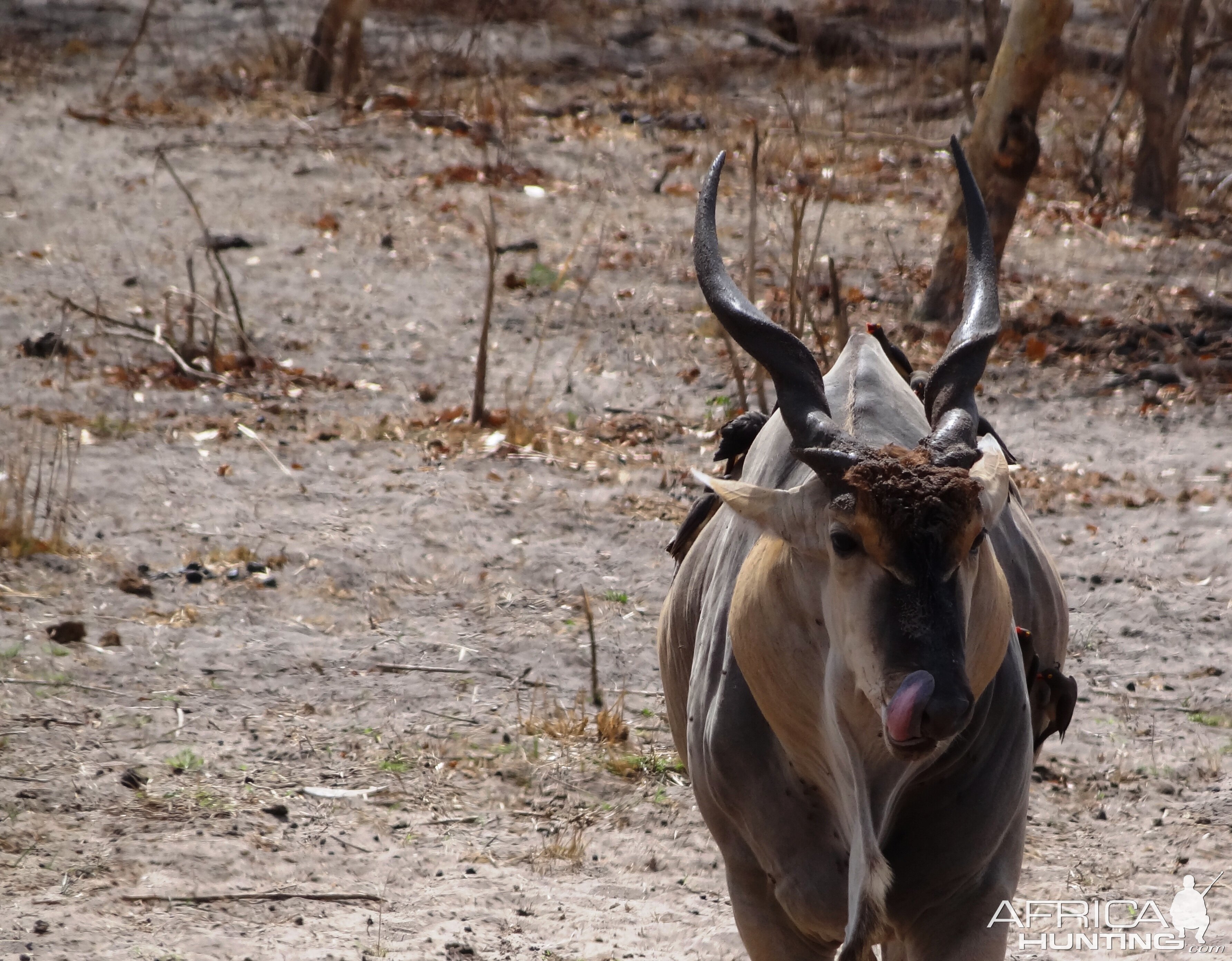 East African Eland - Tanzania