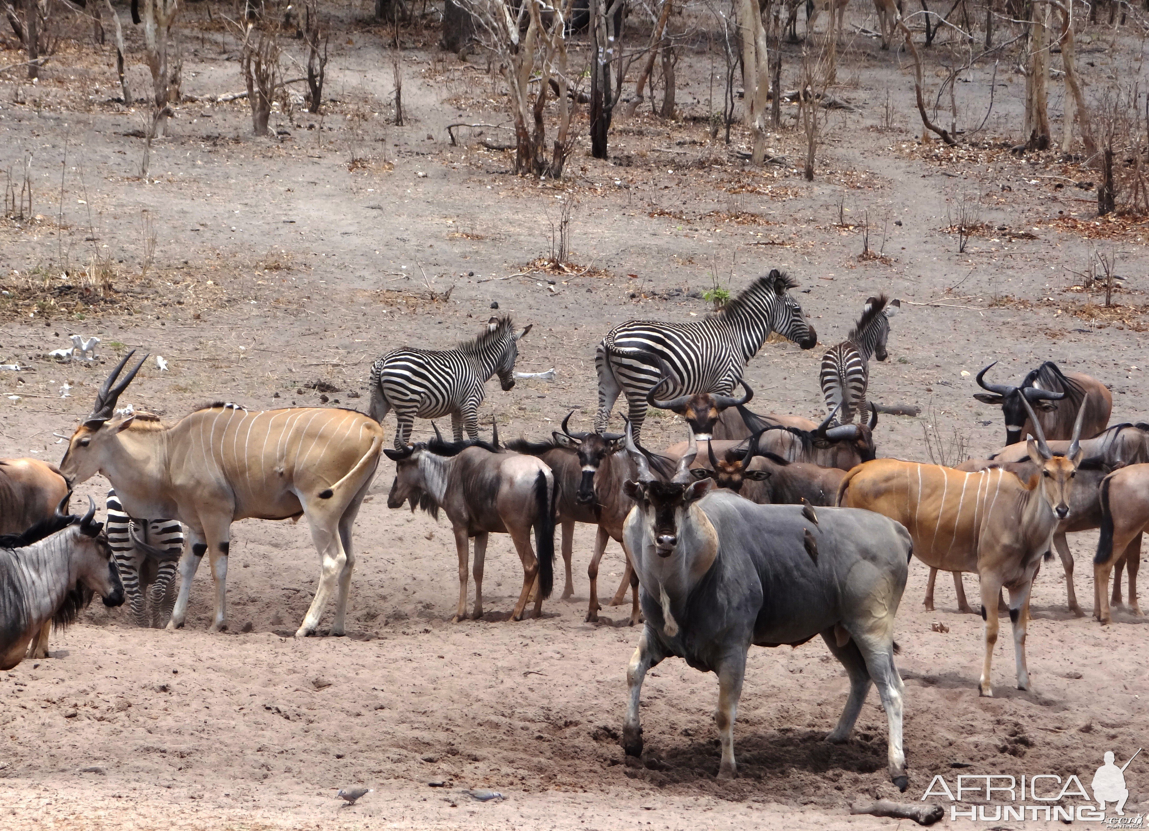 East African eland - Tanzania