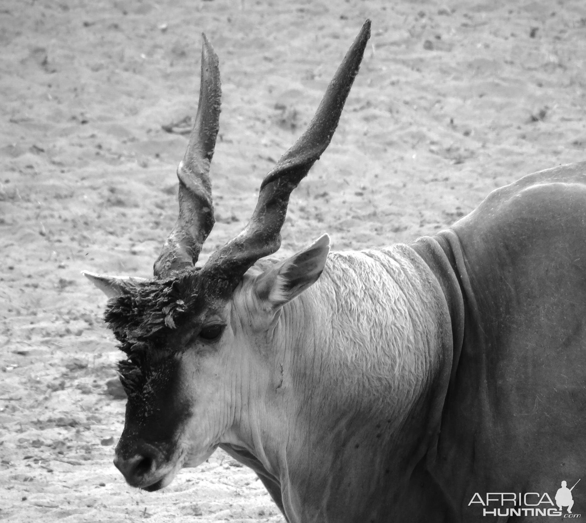 East African Eland