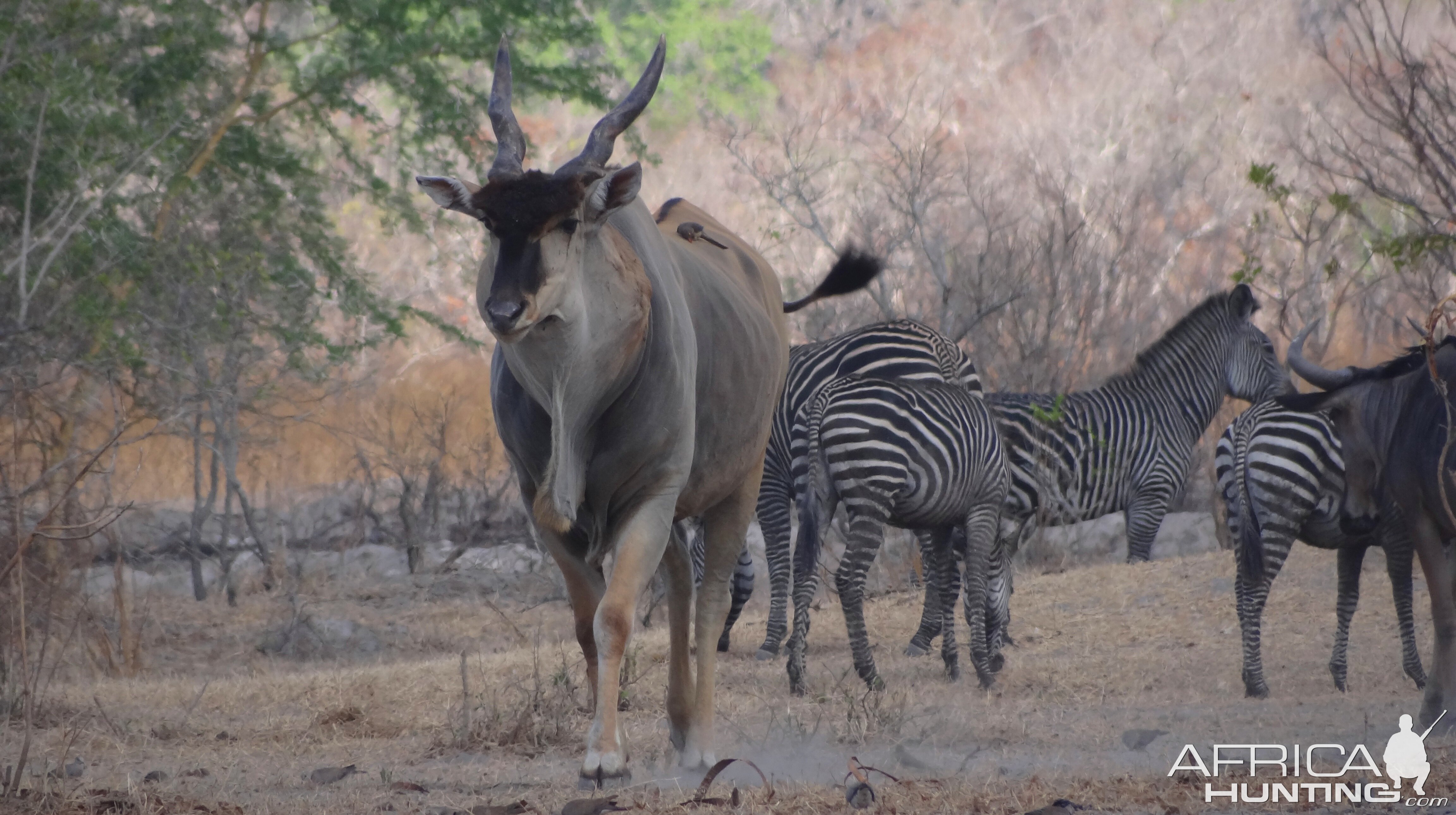 East African Eland