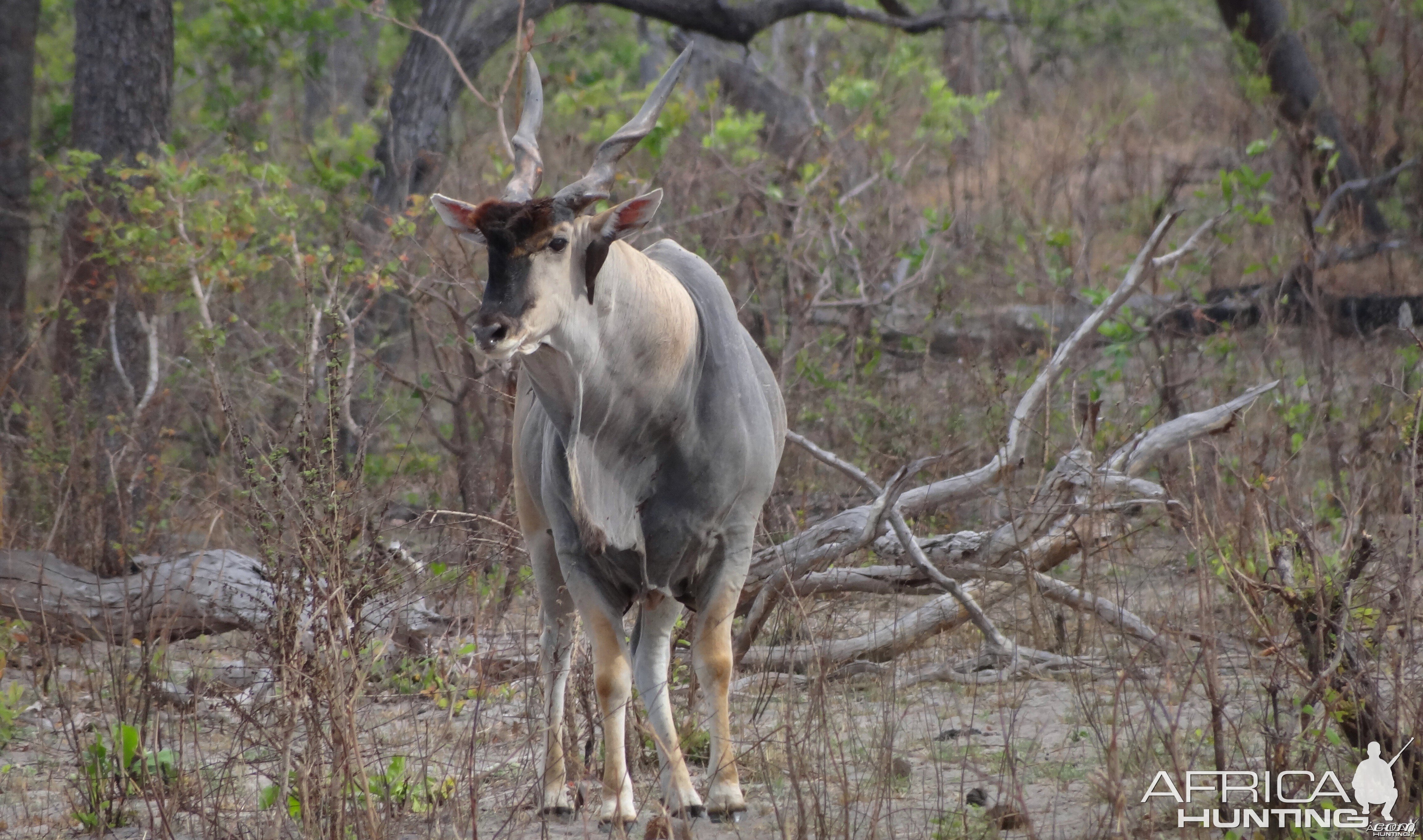 East African Eland