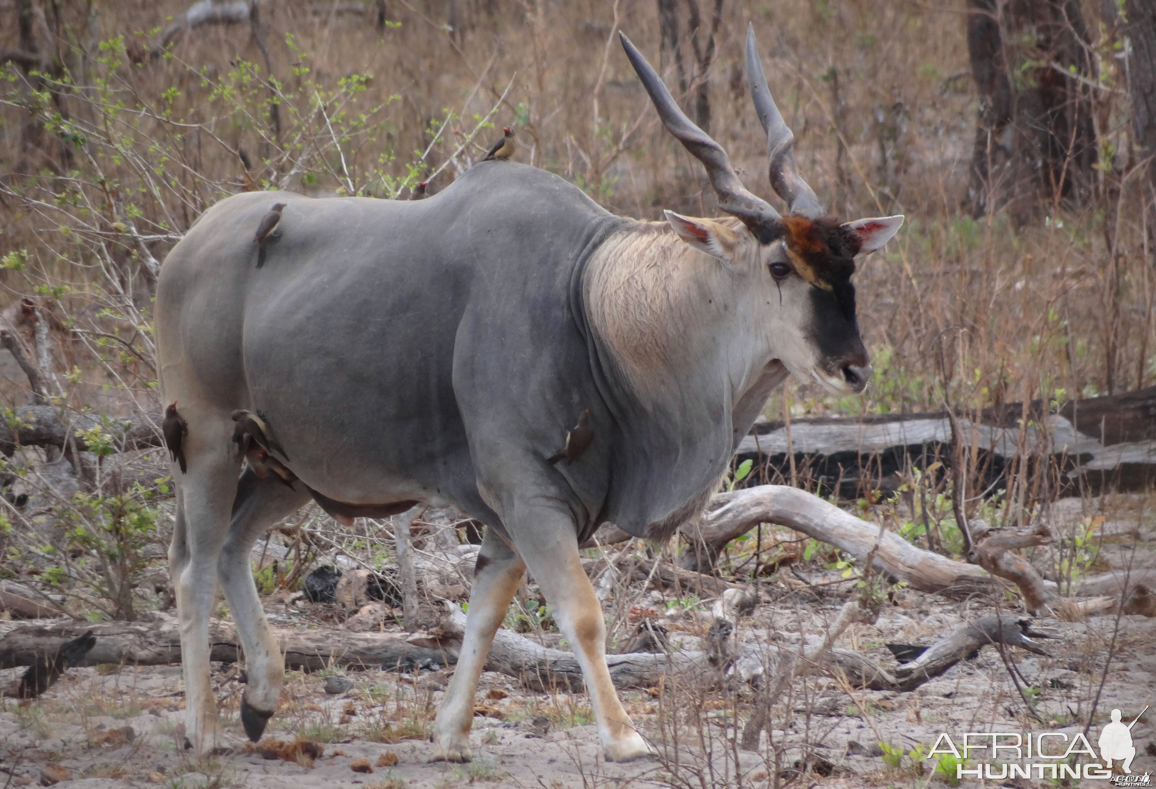 East African Eland