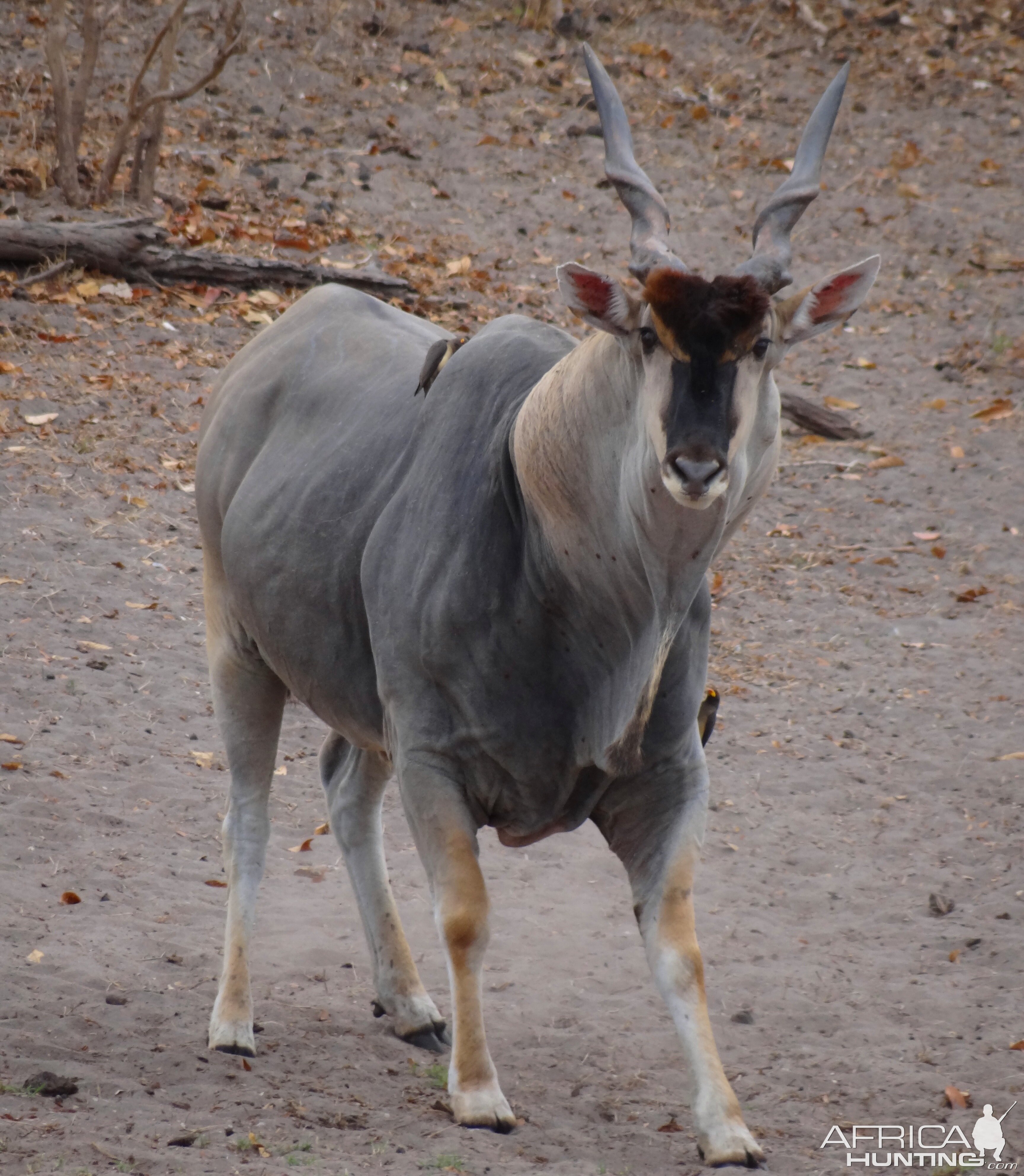 East African Eland