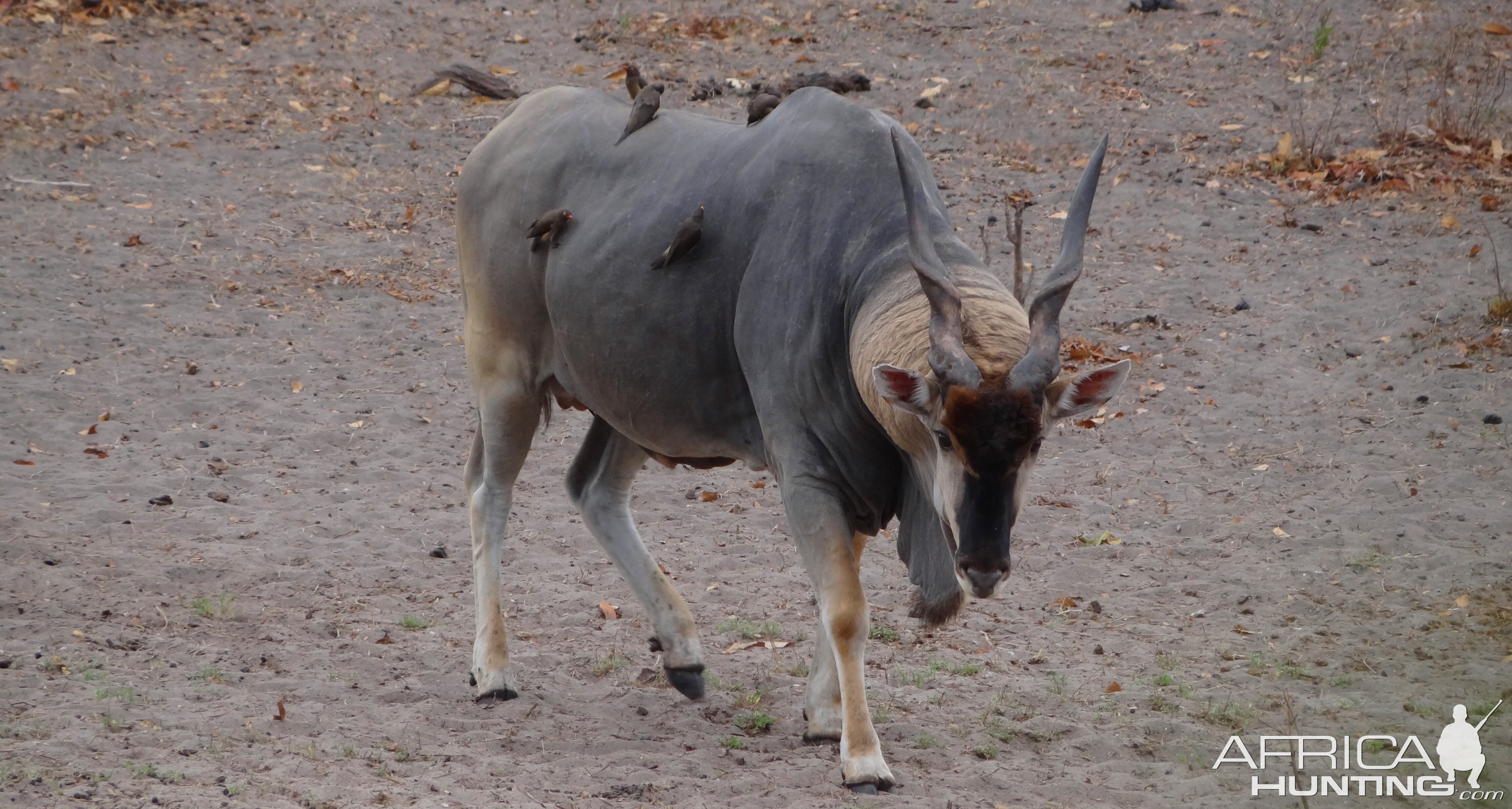 East African Eland