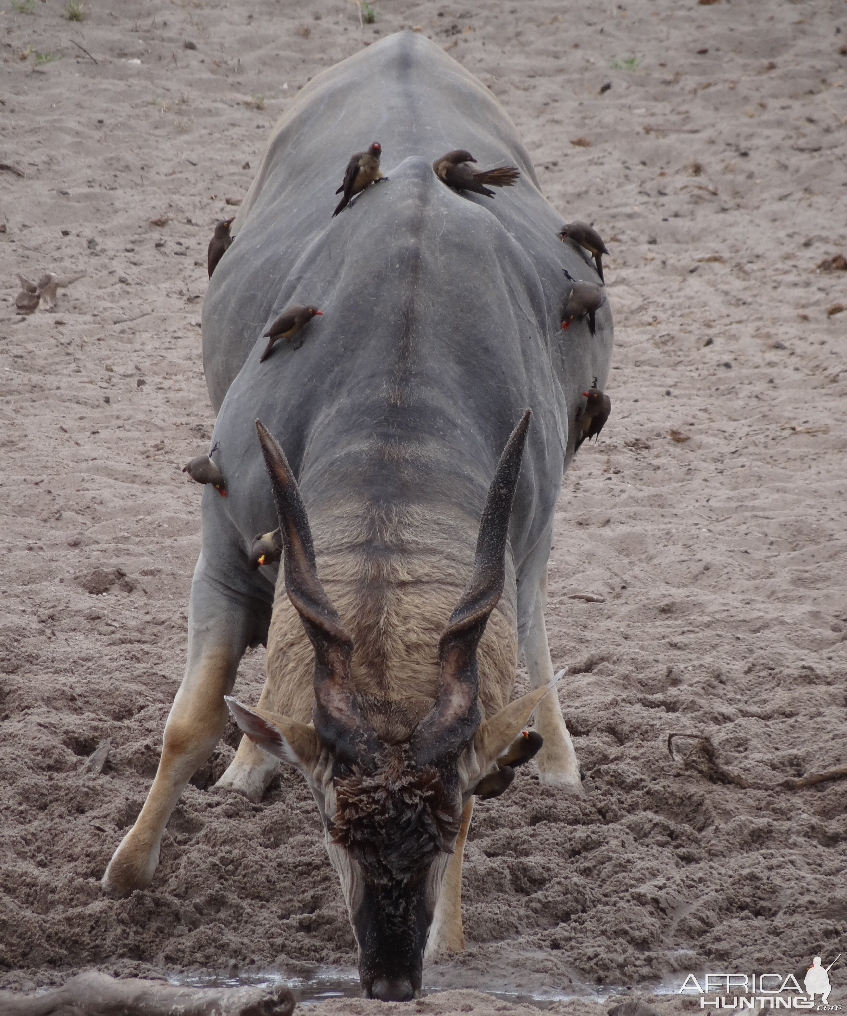 East African Eland