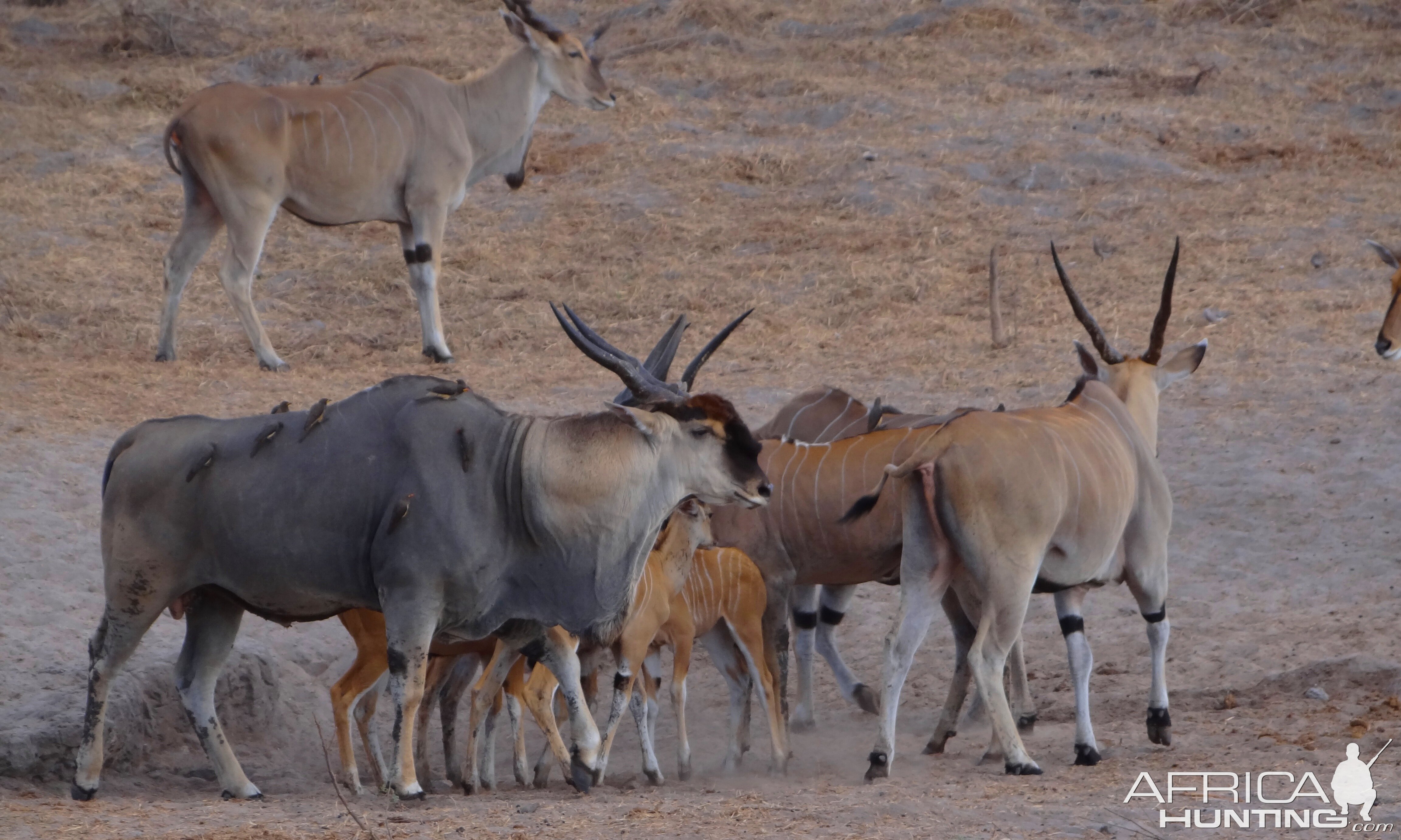 East African Eland