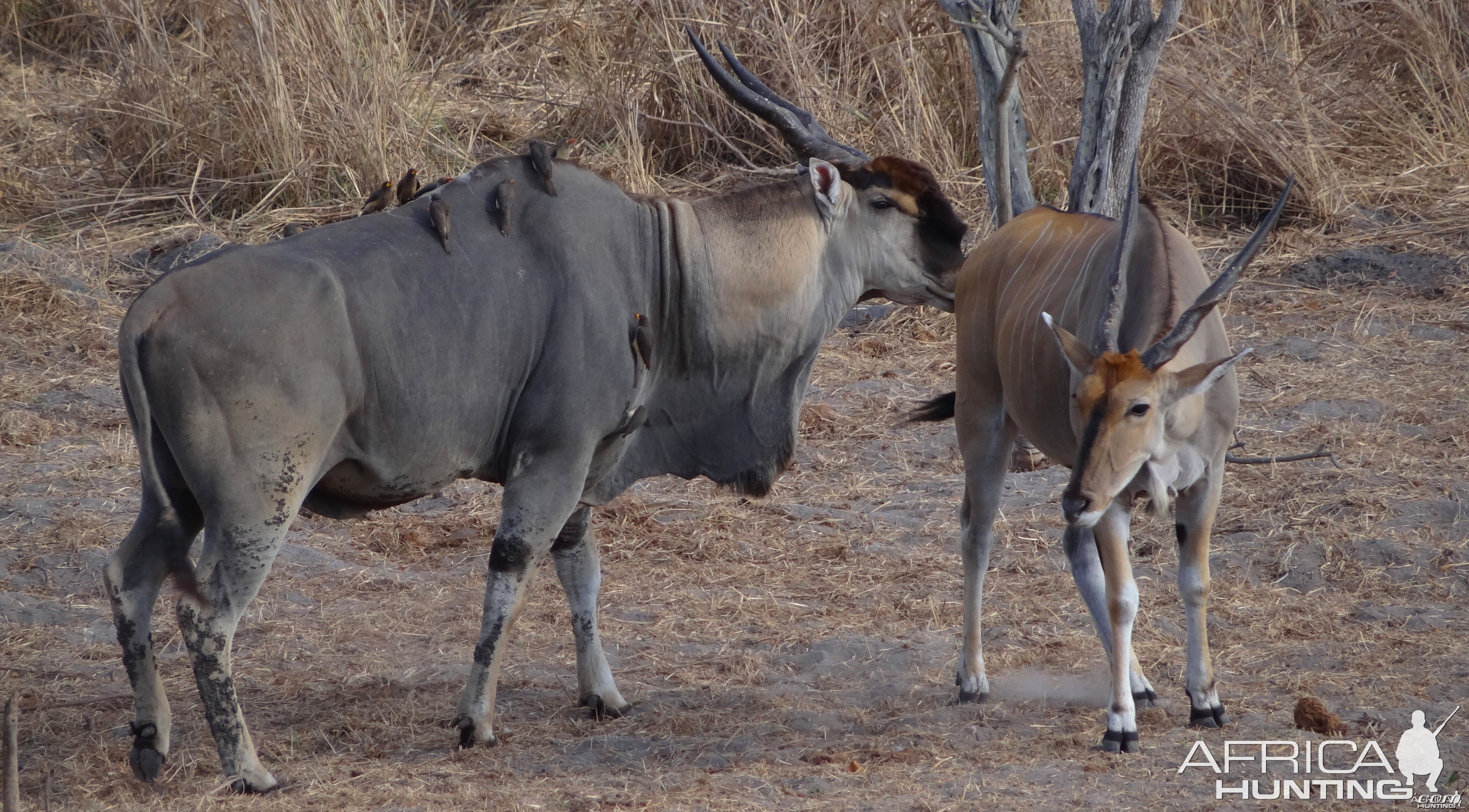 East African Eland