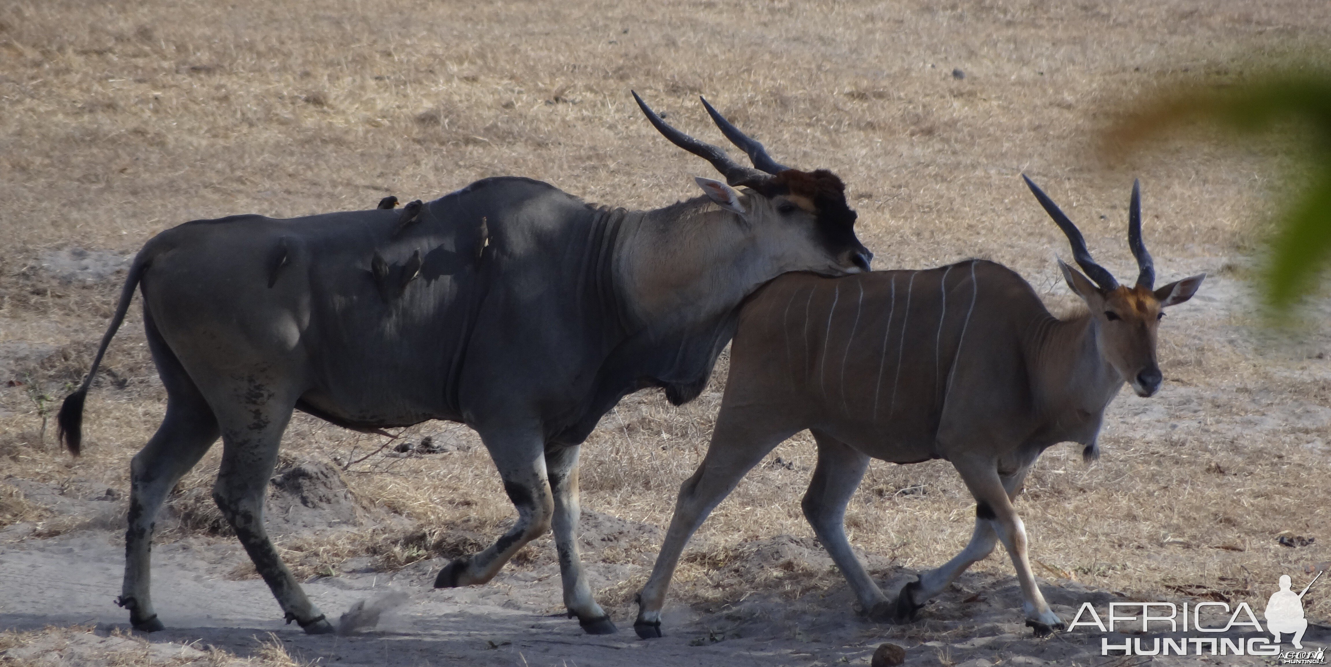 East African Eland