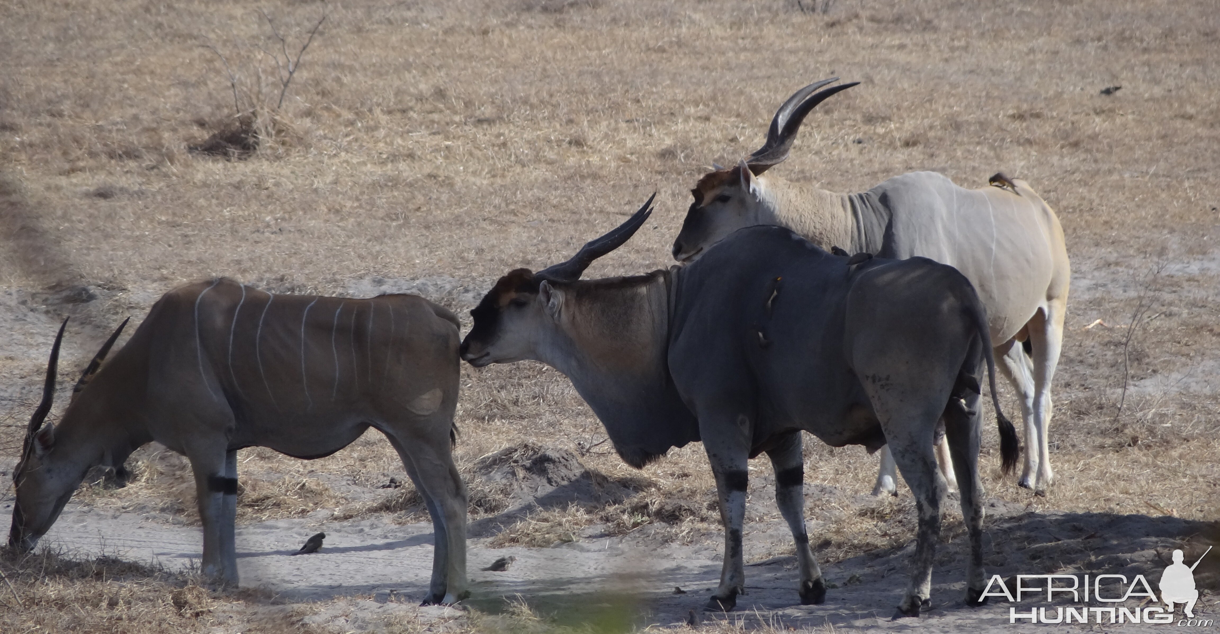 East African Eland