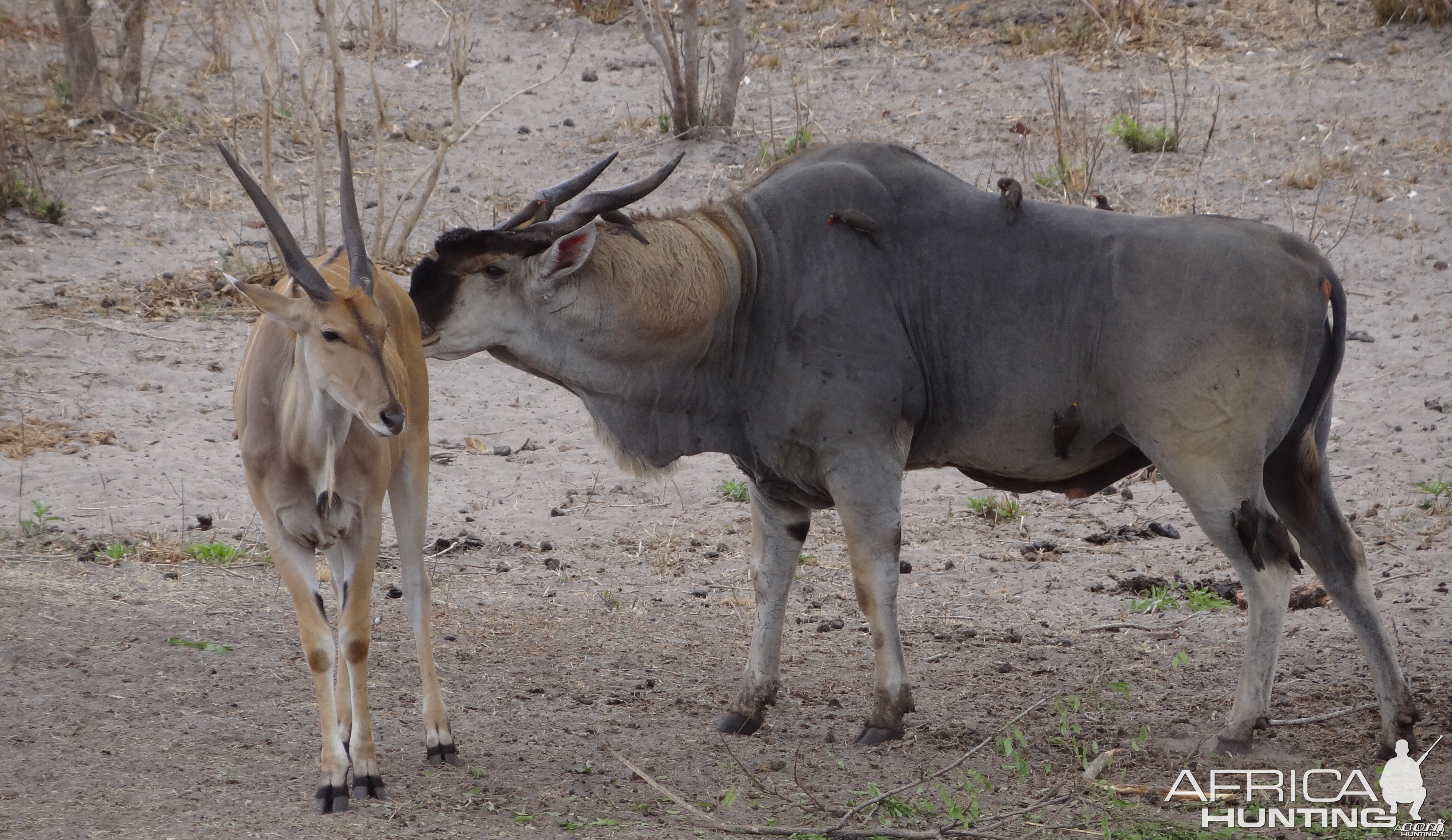 East African Eland