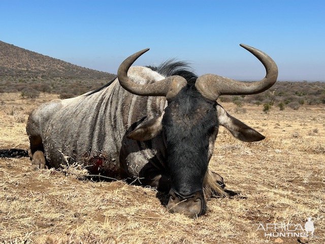 Eastern White Bearded Wildebeest Hunt Tanzania