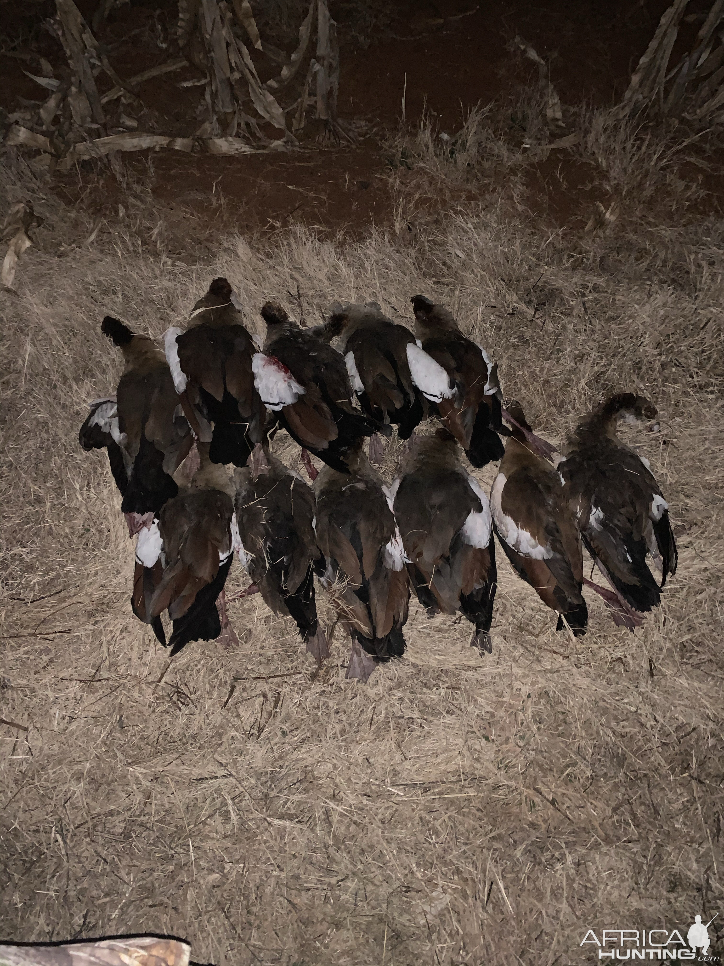 Egyptian Geese Hunt South Africa