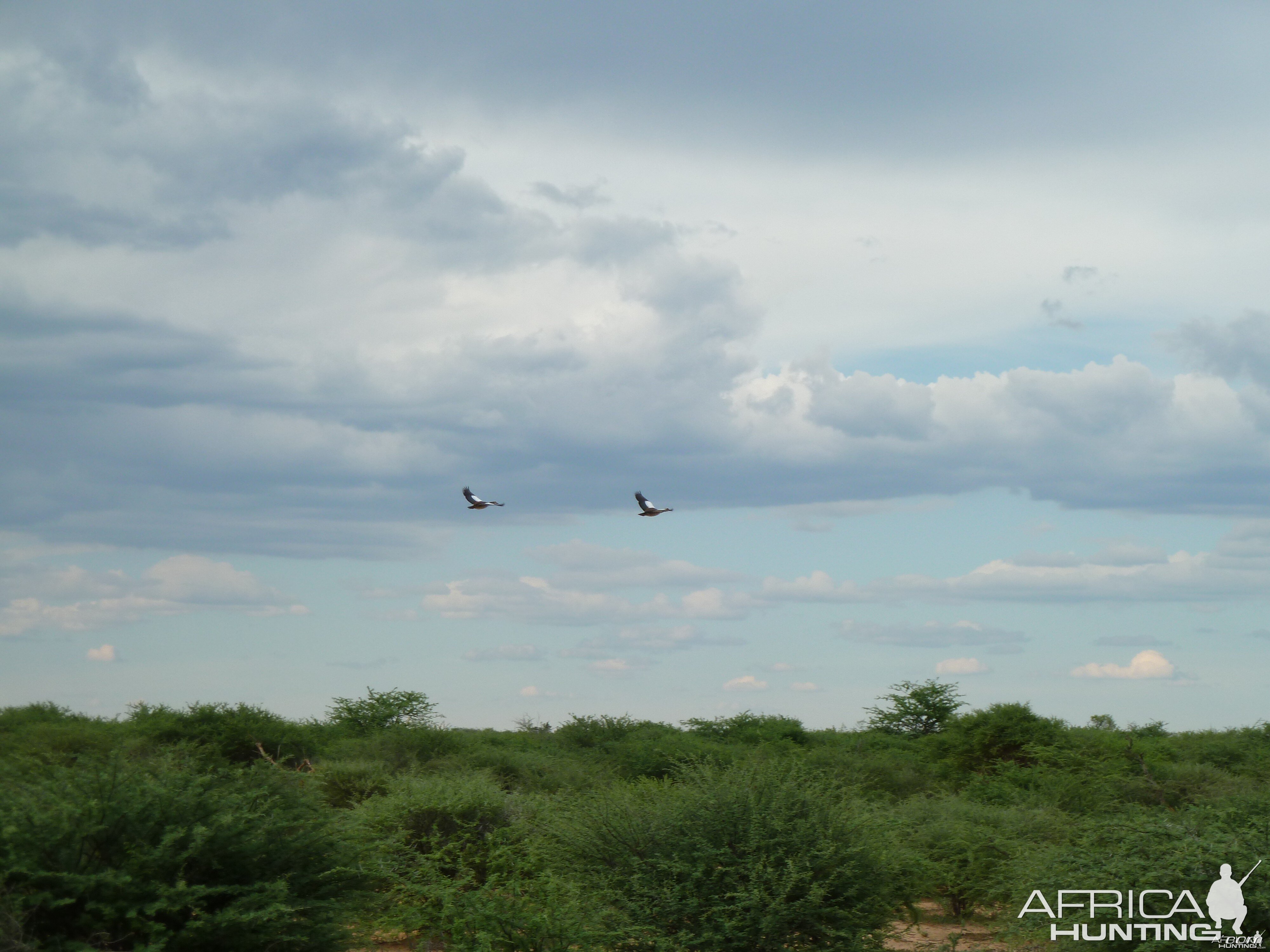 Egyptian Geese in Flight