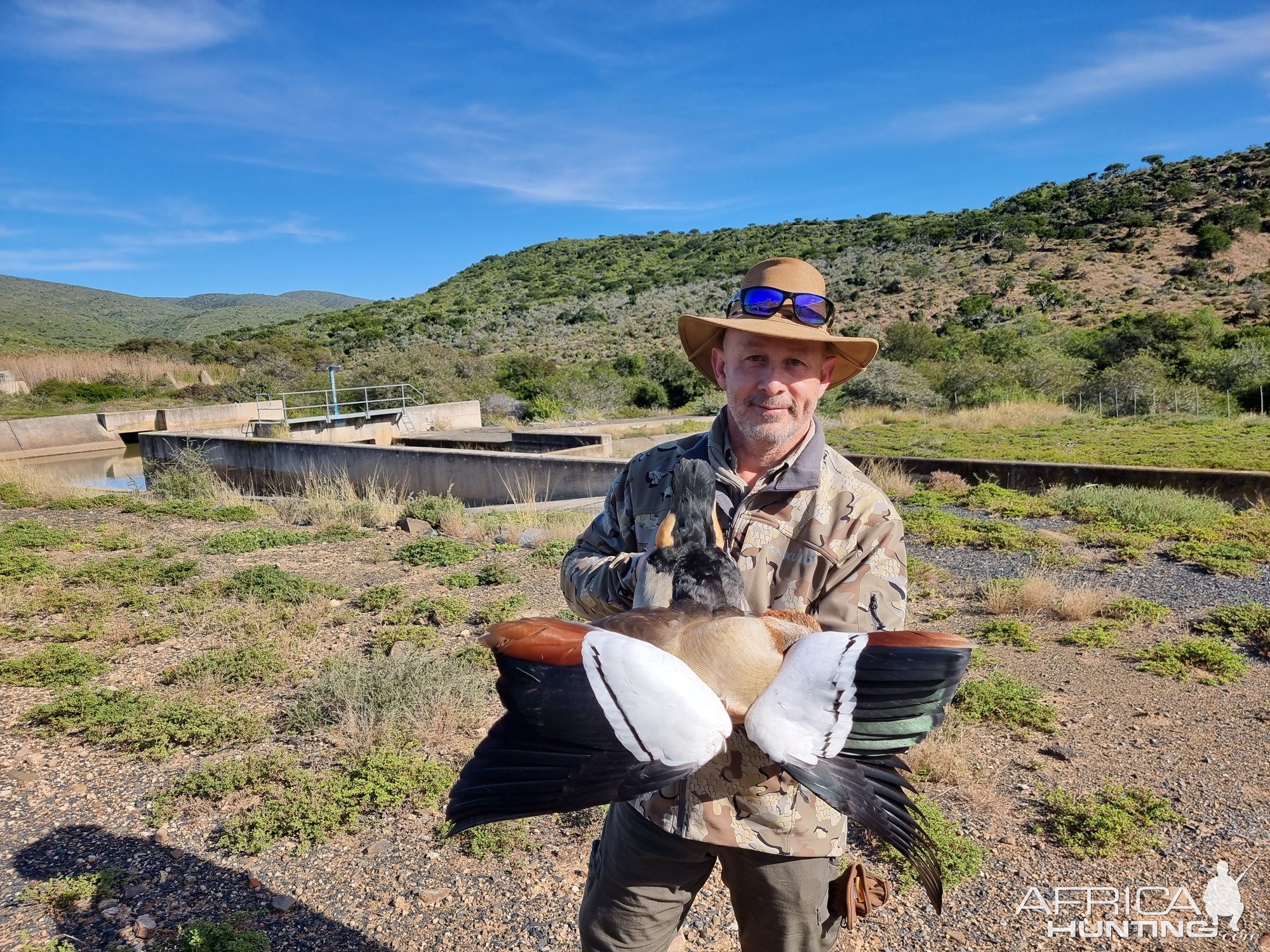 Egyptian Goose Hunt South Africa