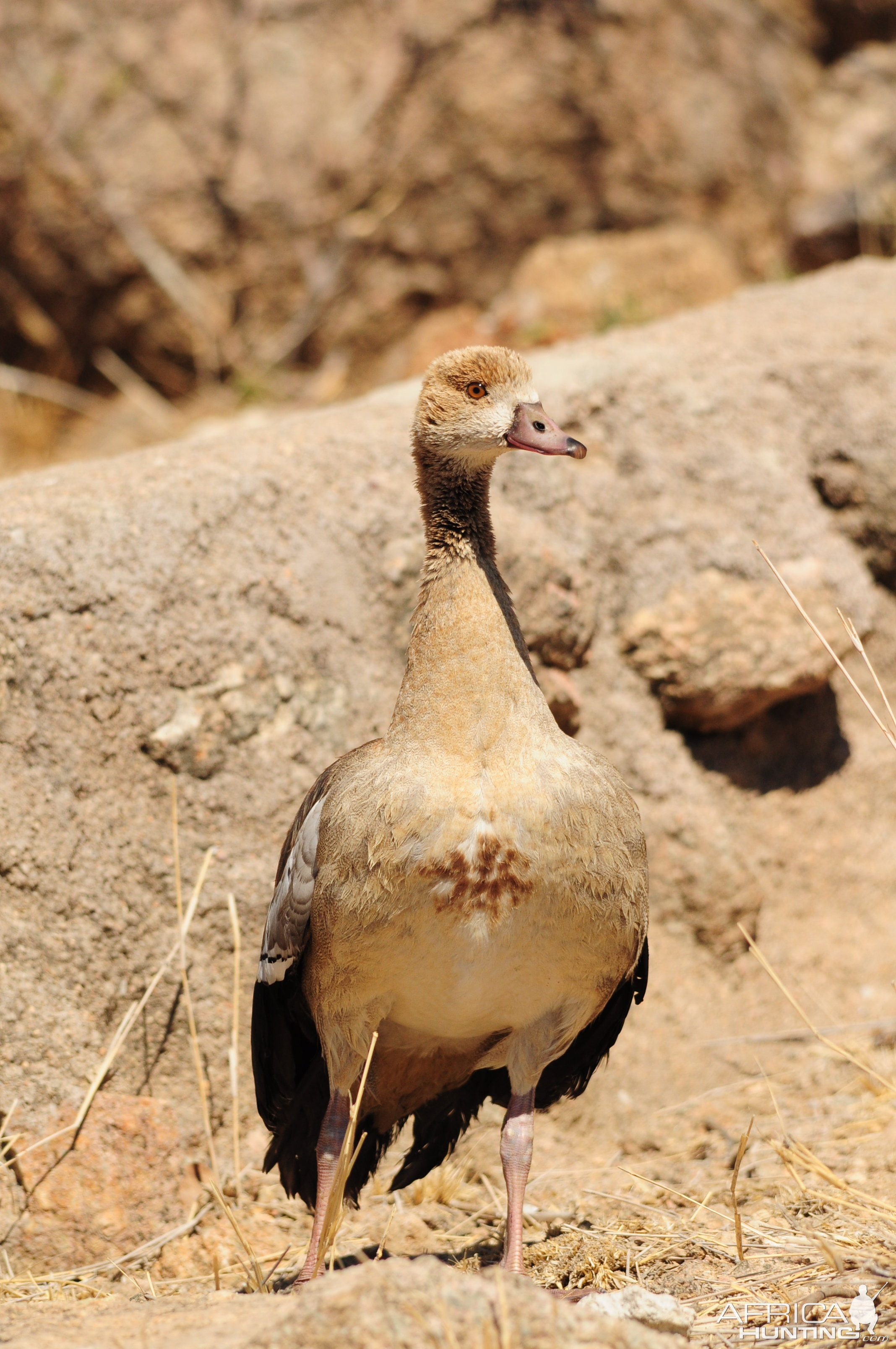 Egyptian Goose Namibia