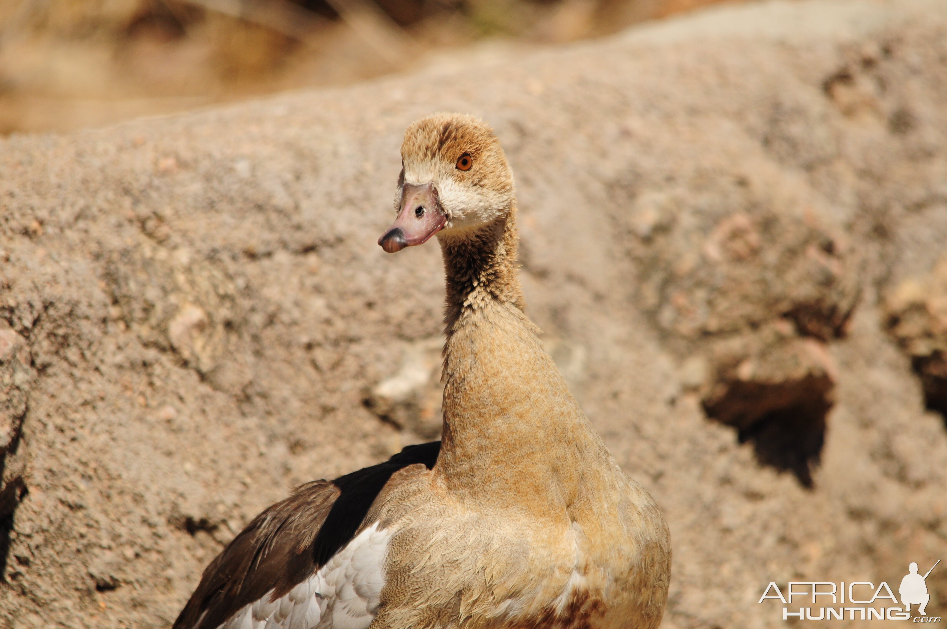 Egyptian Goose Namibia