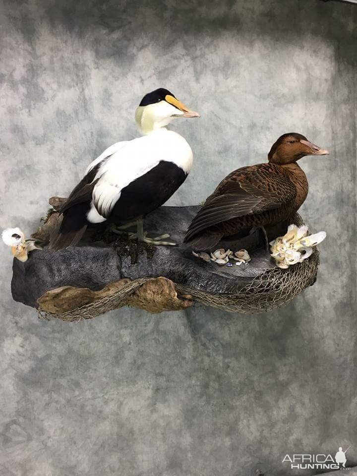 Eider Duck Full Mount Taxidermy