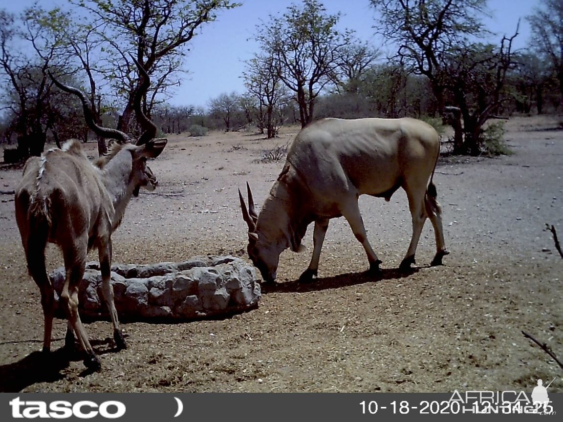 Eland and Kudu South Africa