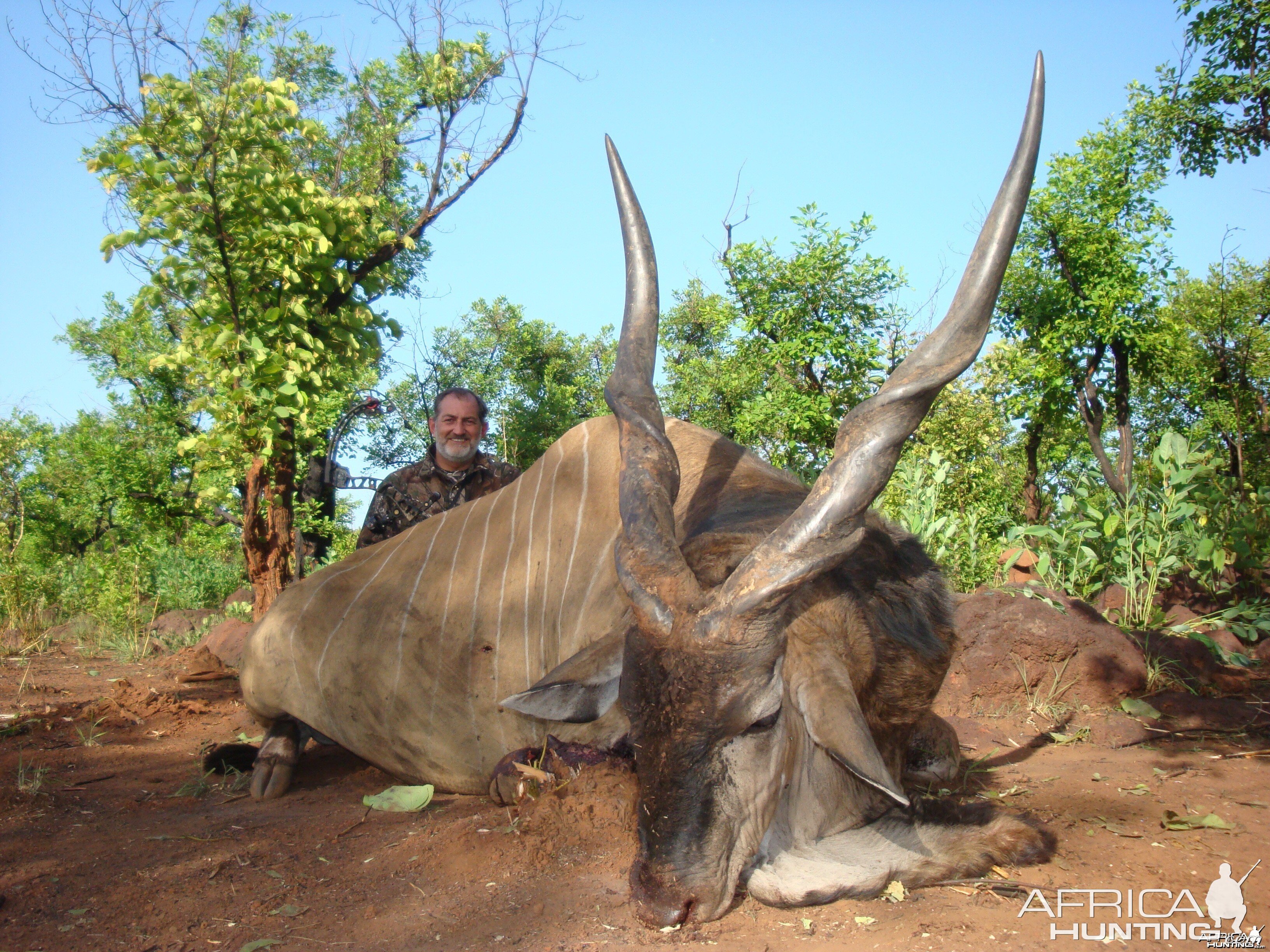 Eland bowhunted in CAR with Central African Wildlife Adventures