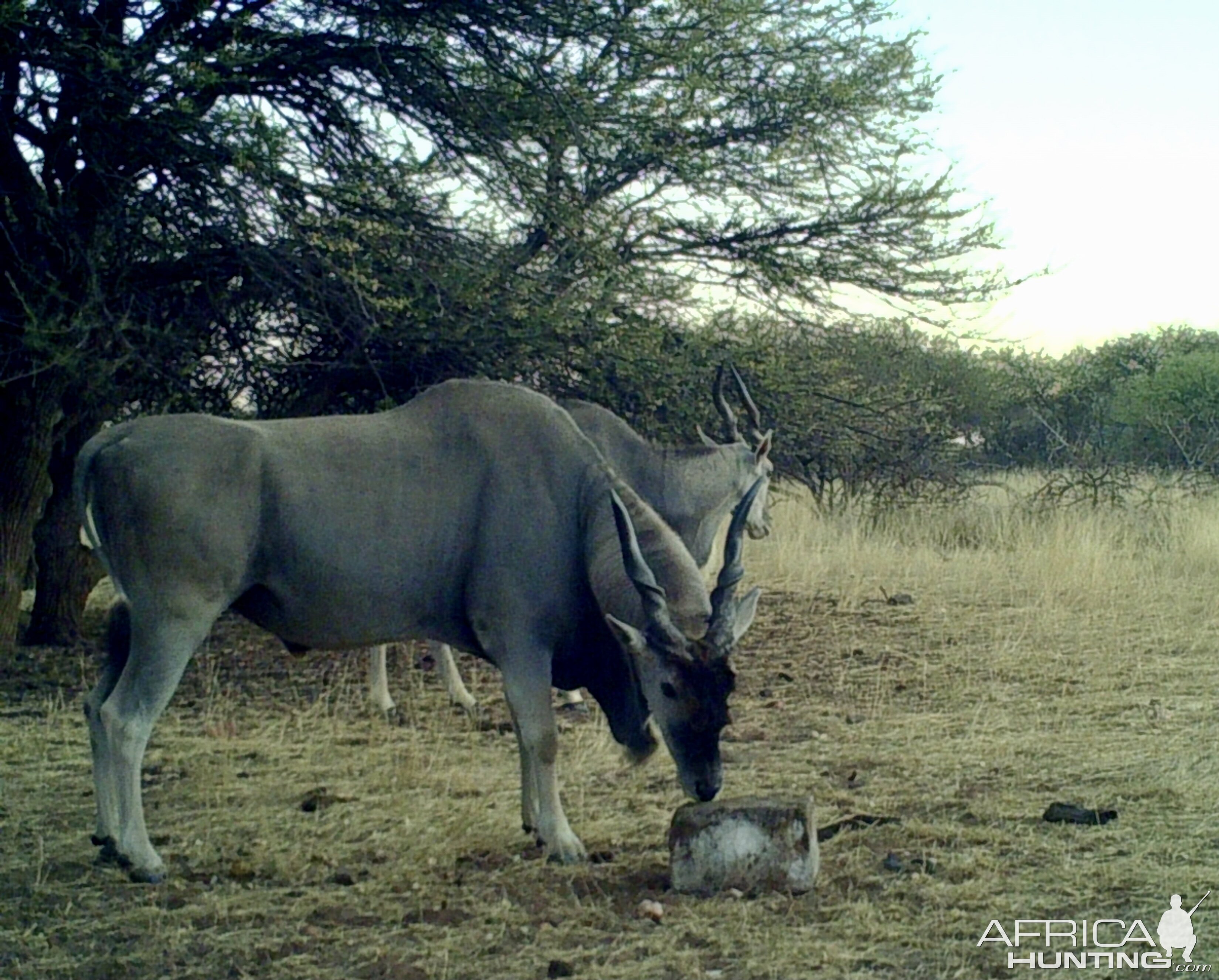 Eland Bull At Zana Botes Safari