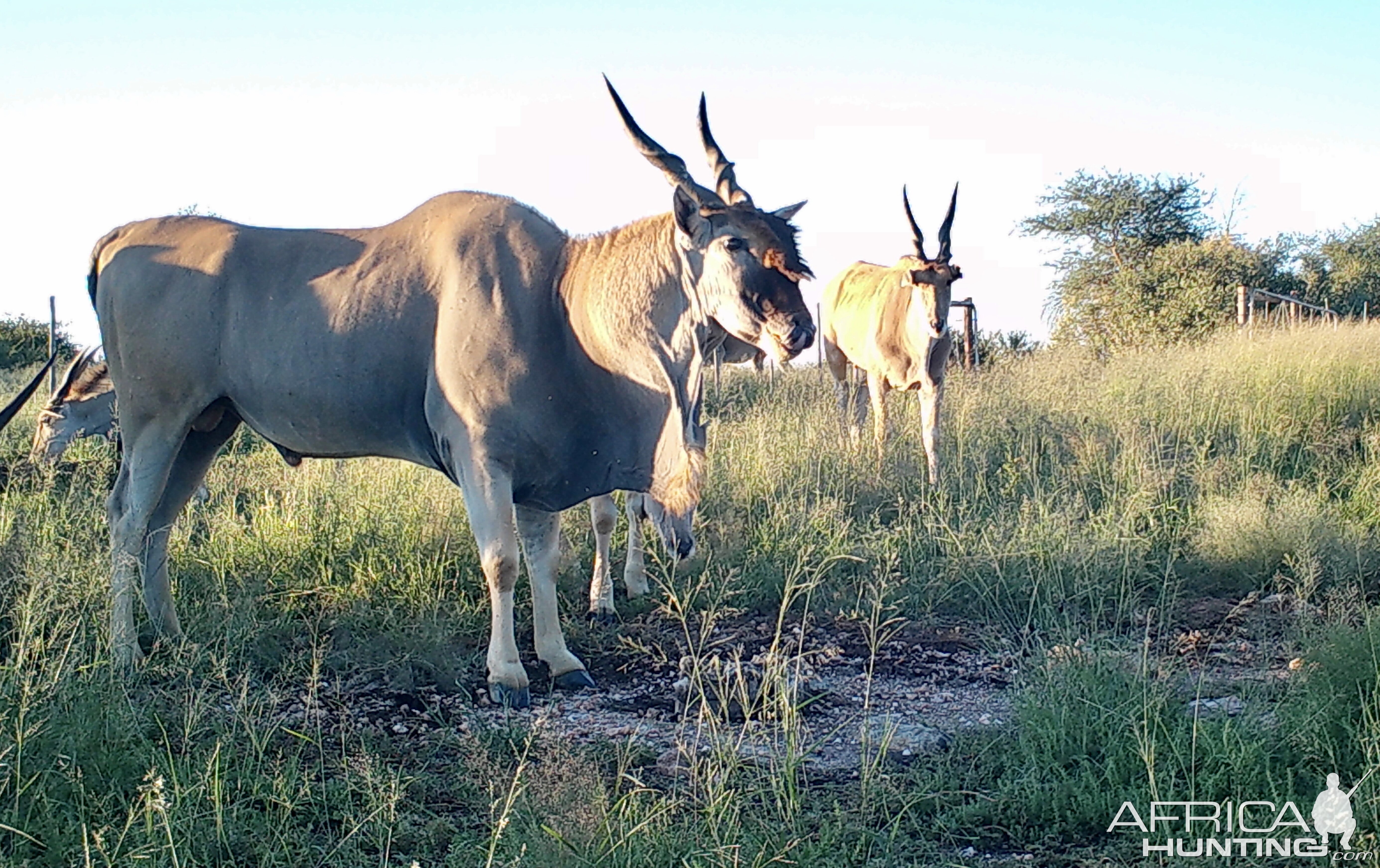 Eland bull!!