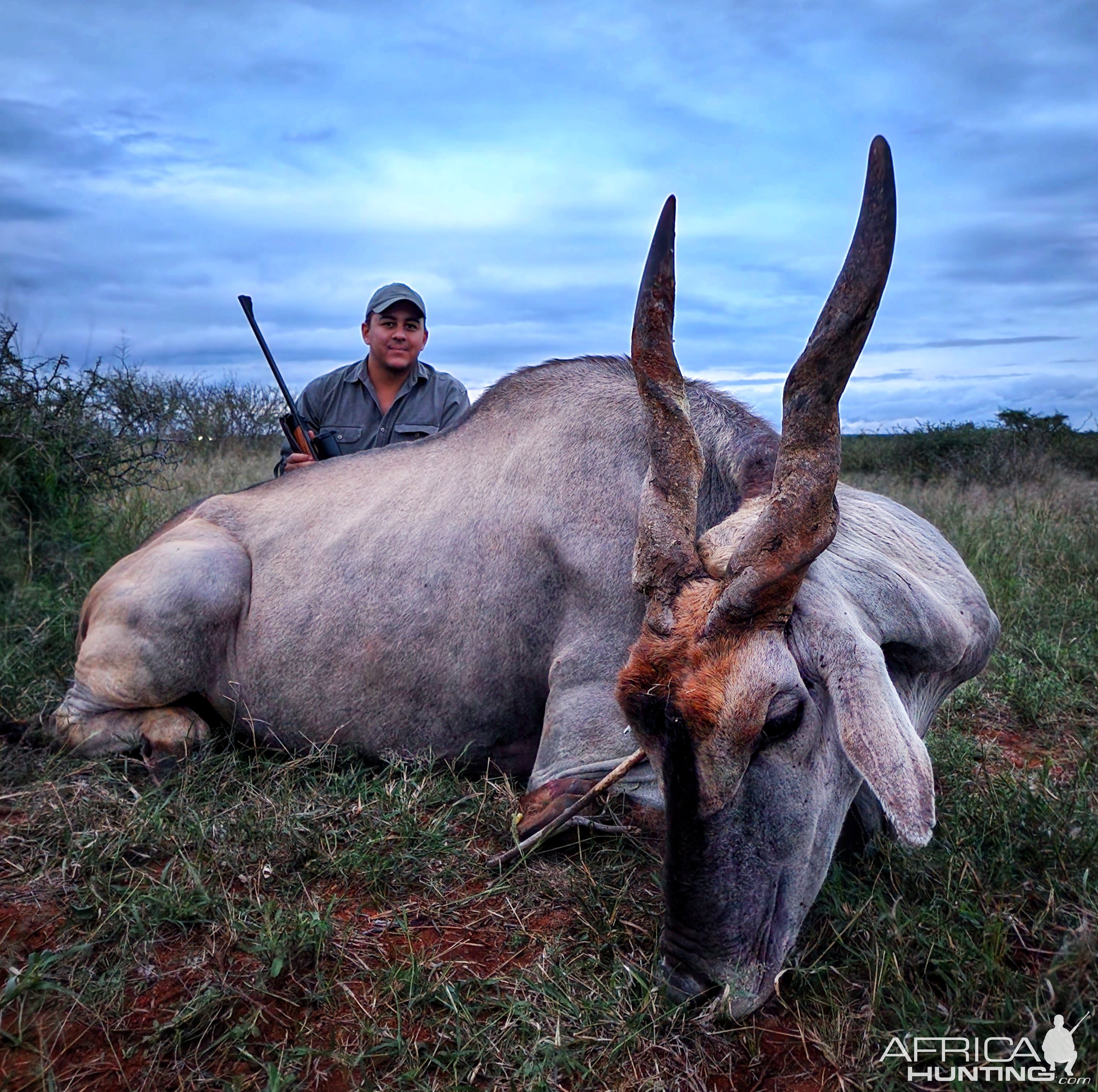 Eland Bull