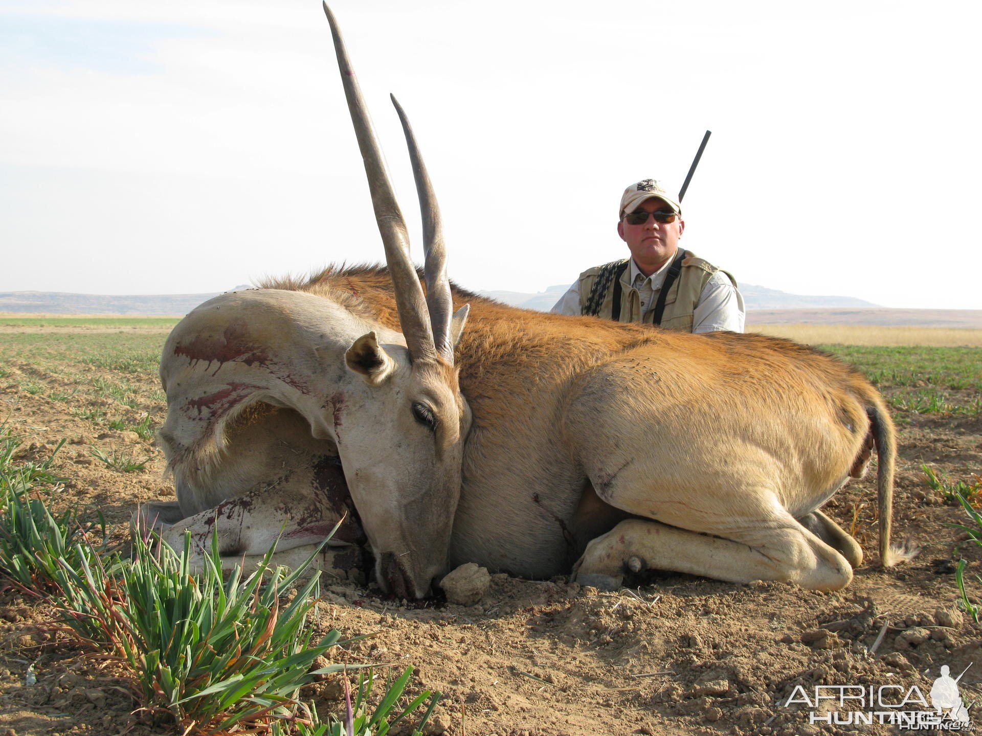 Eland cow cull at 420 meters