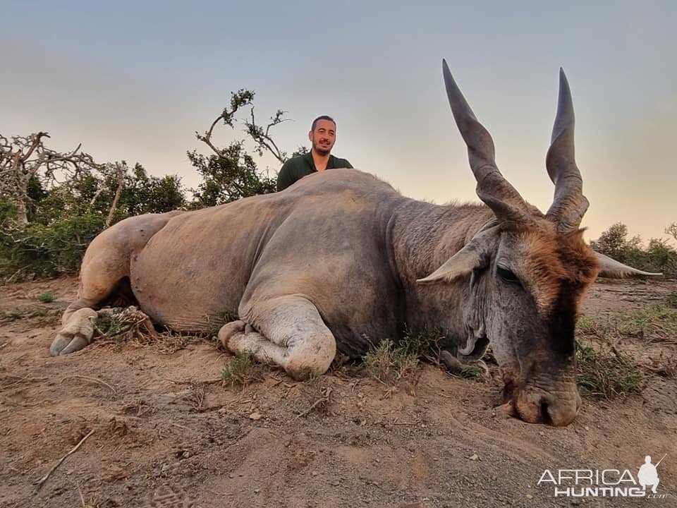 Eland Hunt Eastern Cape South Africa