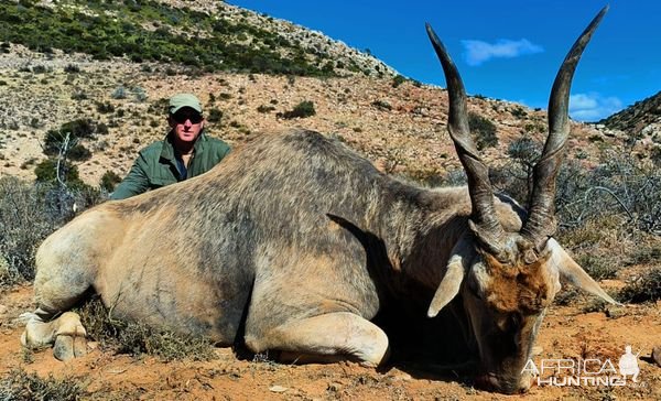 Eland Hunt Karoo South Africa